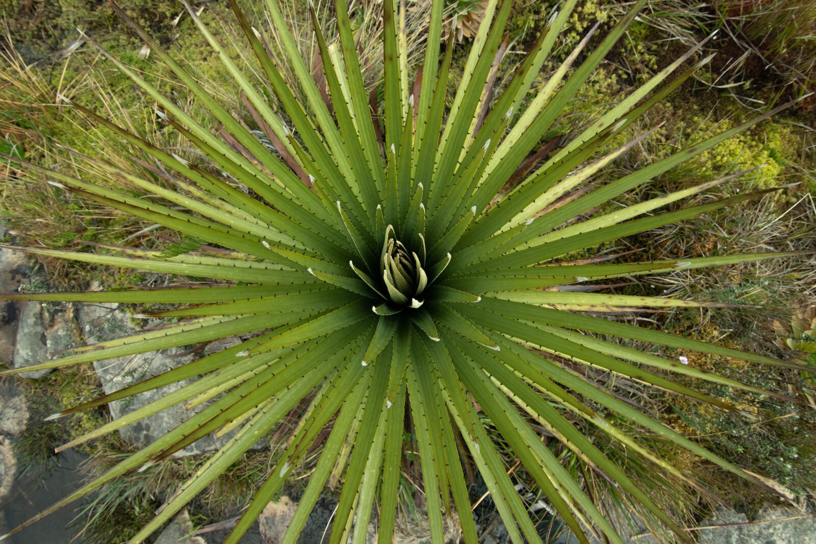 Nikon D5600 sample photo. Kill round, paramo, lake photography