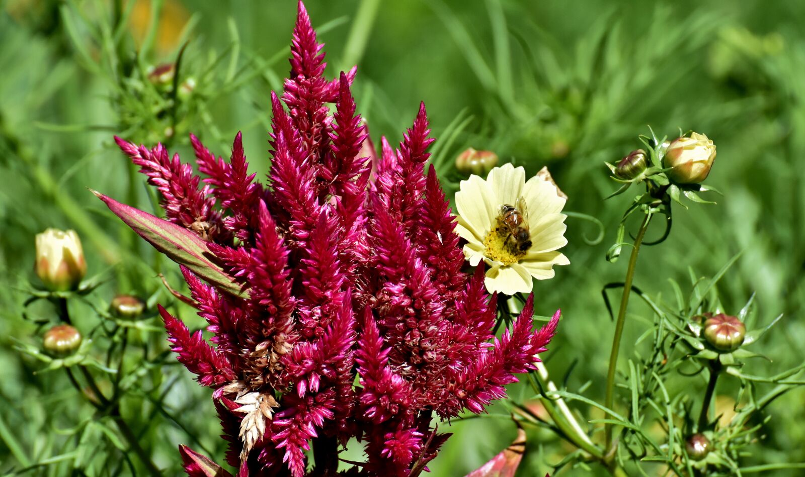 Nikon D7200 sample photo. Flower, summer, blossom photography