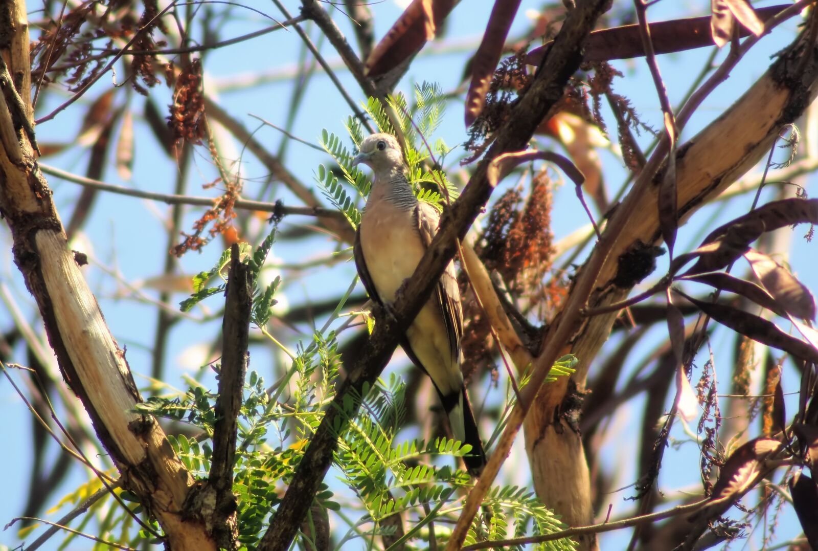 Tokina SD 400mm f/5.6 sample photo. Zebra, dove, outdoor photography