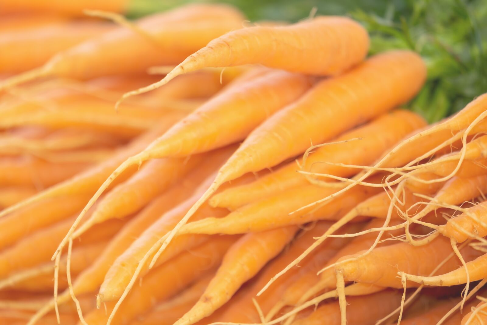 Fujifilm XF 55-200mm F3.5-4.8 R LM OIS sample photo. Carrots, vegetables, bio photography