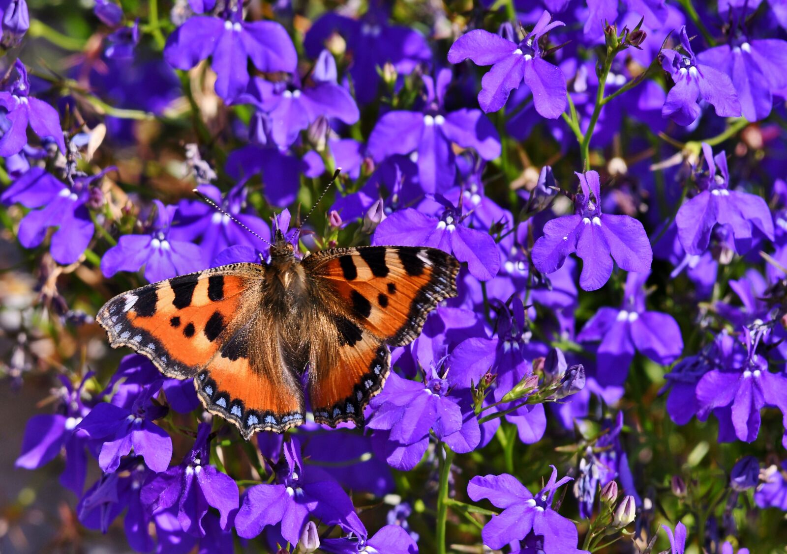 Nikon D500 sample photo. Butterfly, bug, little fox photography
