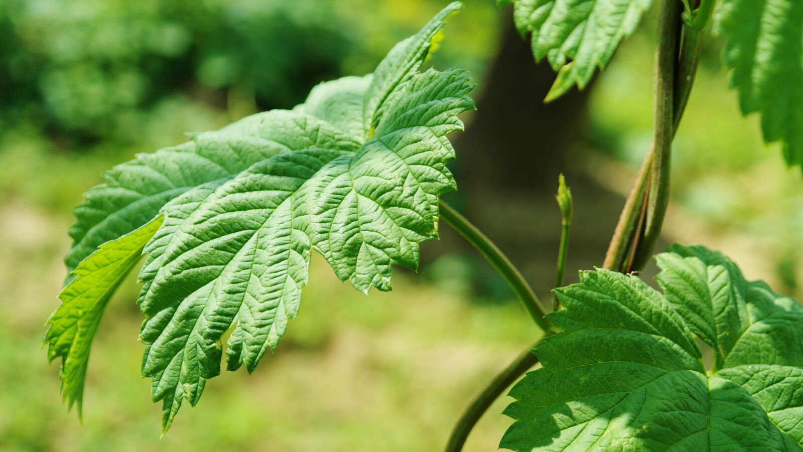 Samsung NX20 sample photo. Hop leaf, hops, foliage photography
