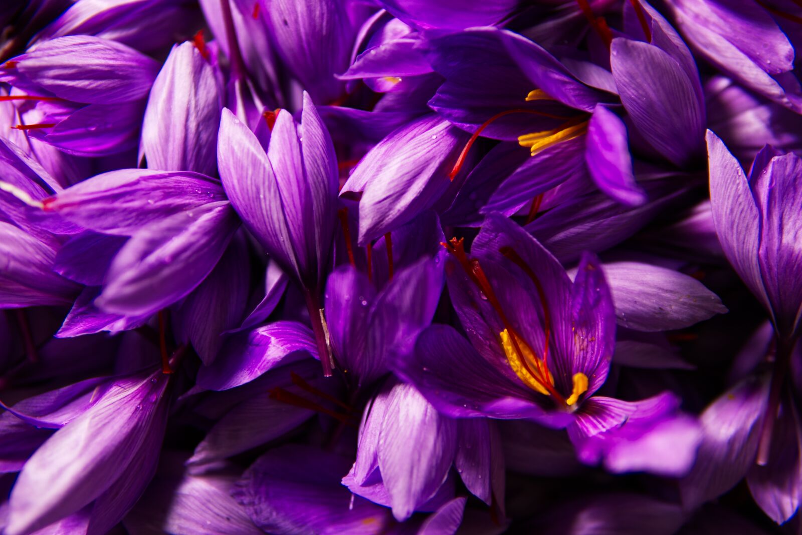 30mm F1.4 DC DN | Contemporary 016 sample photo. Saffron, spice, pistils photography