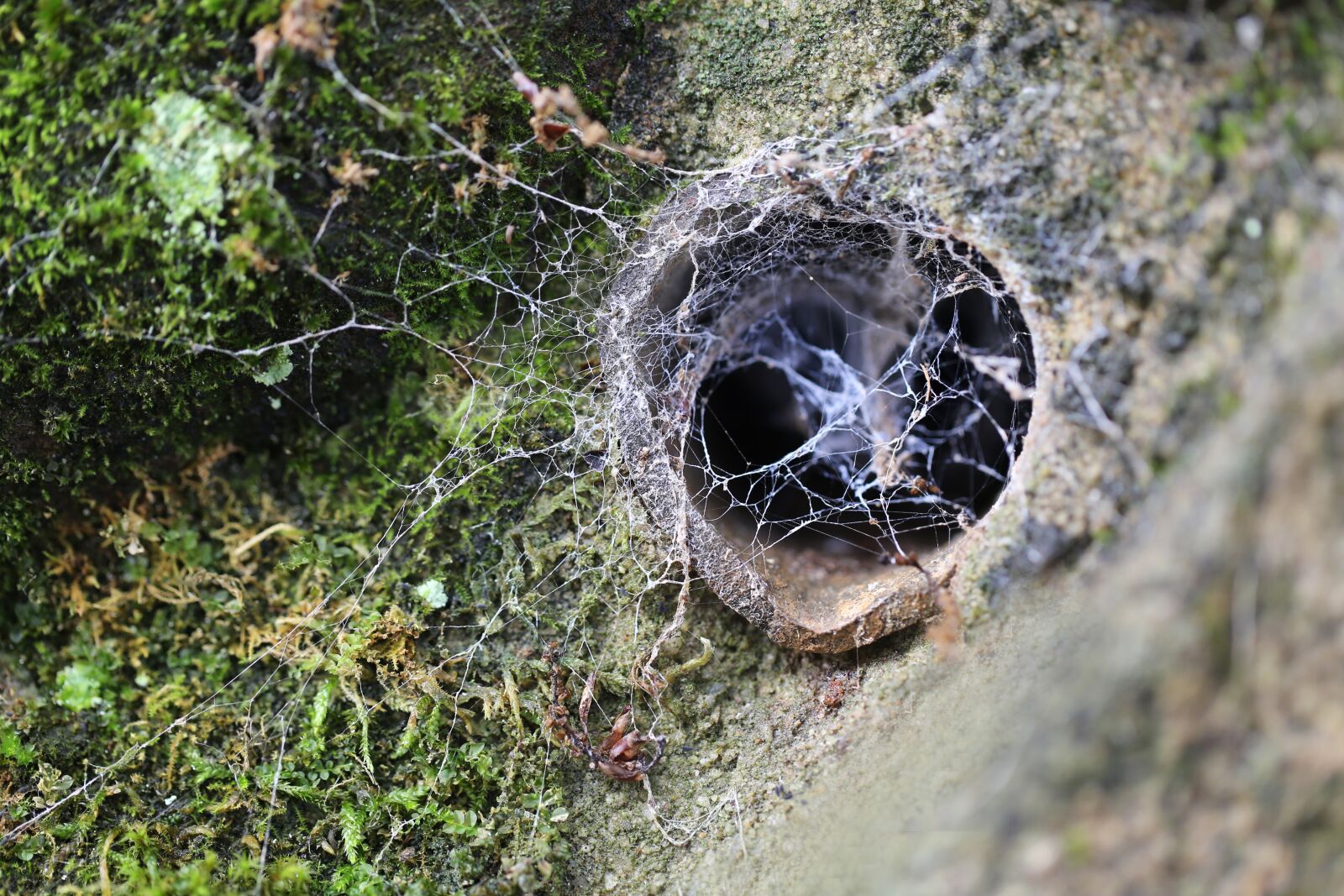 Canon EF 100mm F2.8L Macro IS USM sample photo. Web, cobweb, nature photography