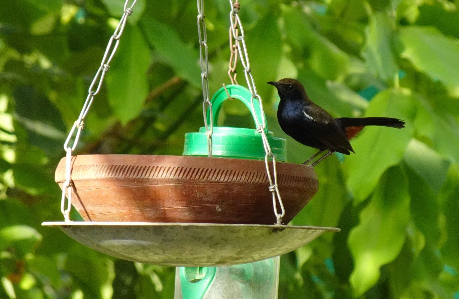 Sony DSC-WX800 sample photo. Bird, robin, indian robin photography