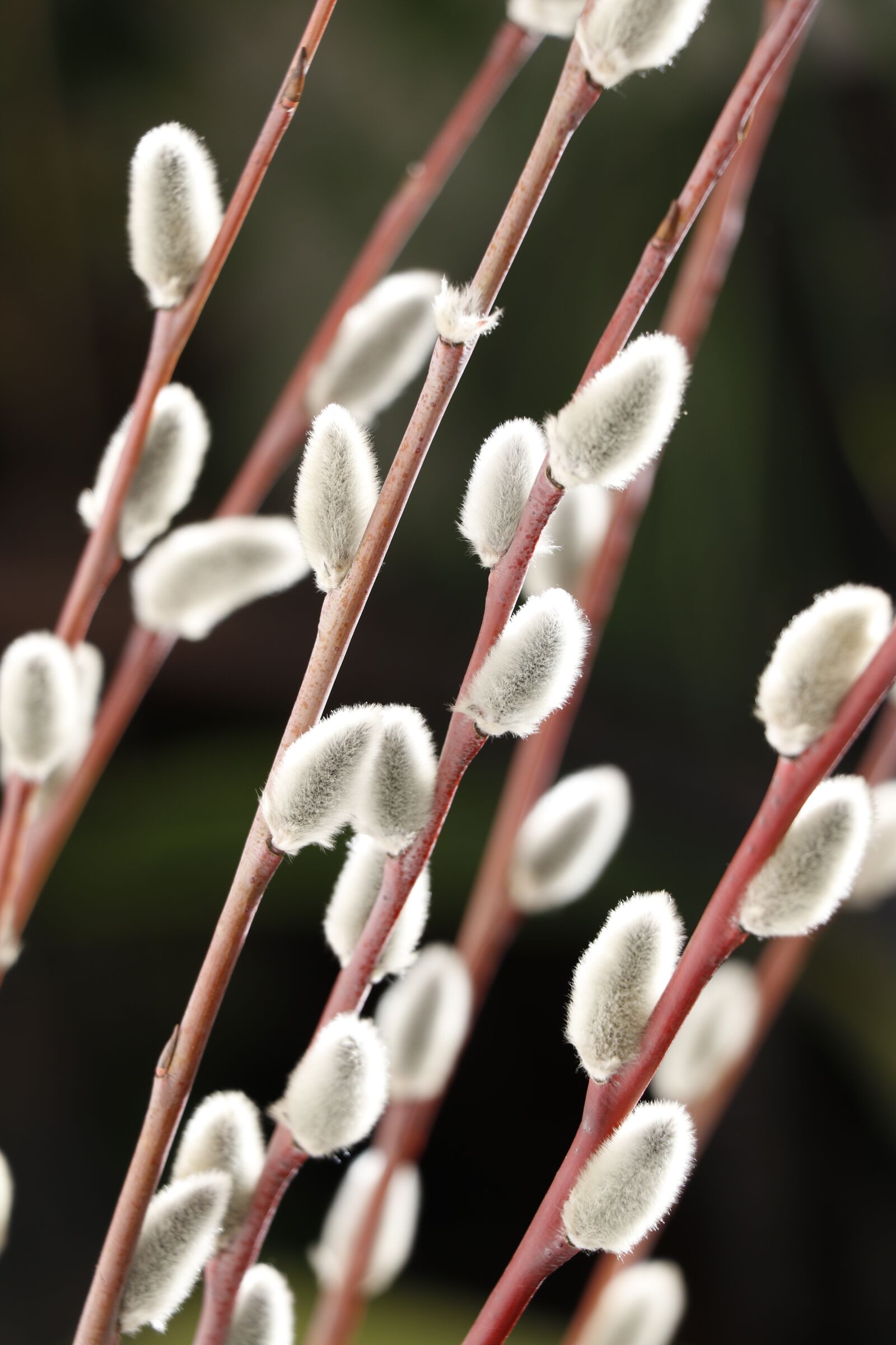 Canon EOS 80D sample photo. Verba, fluffy buds, willow photography