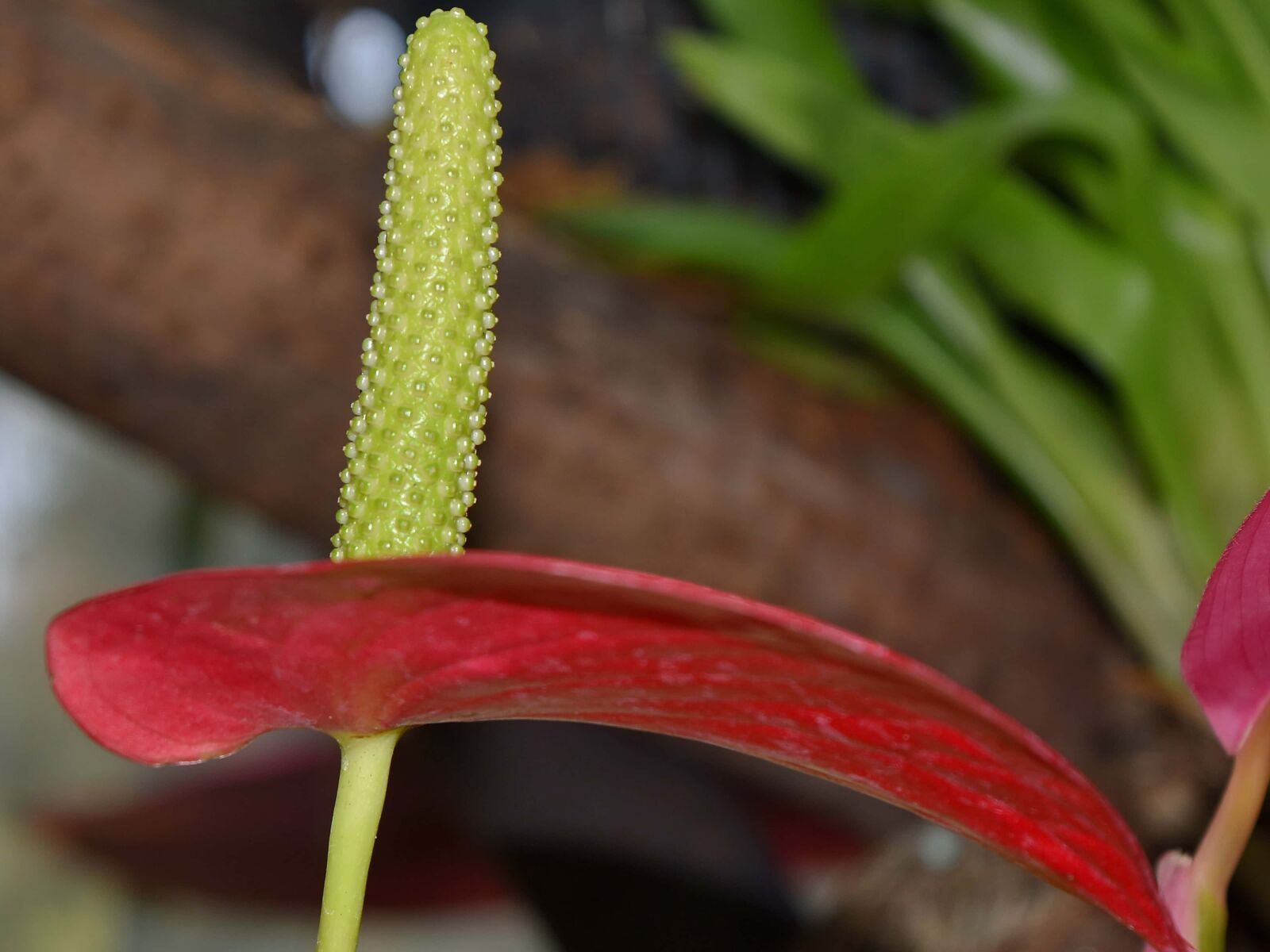 Nikon D5500 sample photo. Nature, plant, flower, flora photography