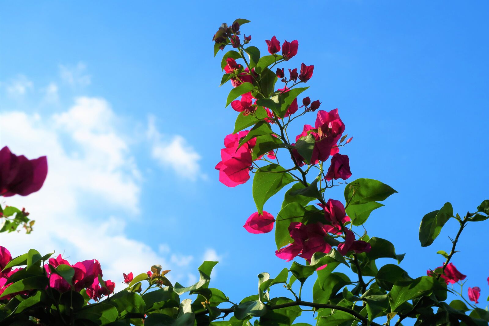 Canon PowerShot G7 X sample photo. Flower, branches, sky photography