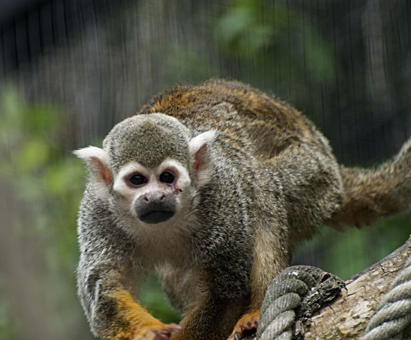 Nikon D80 sample photo. Monkey, äffchen, zoo photography
