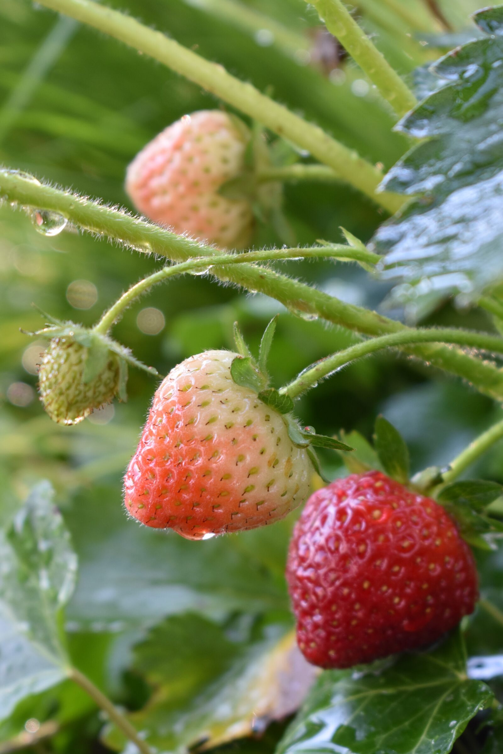 Nikon D5500 sample photo. Strawberries, nature, plant photography