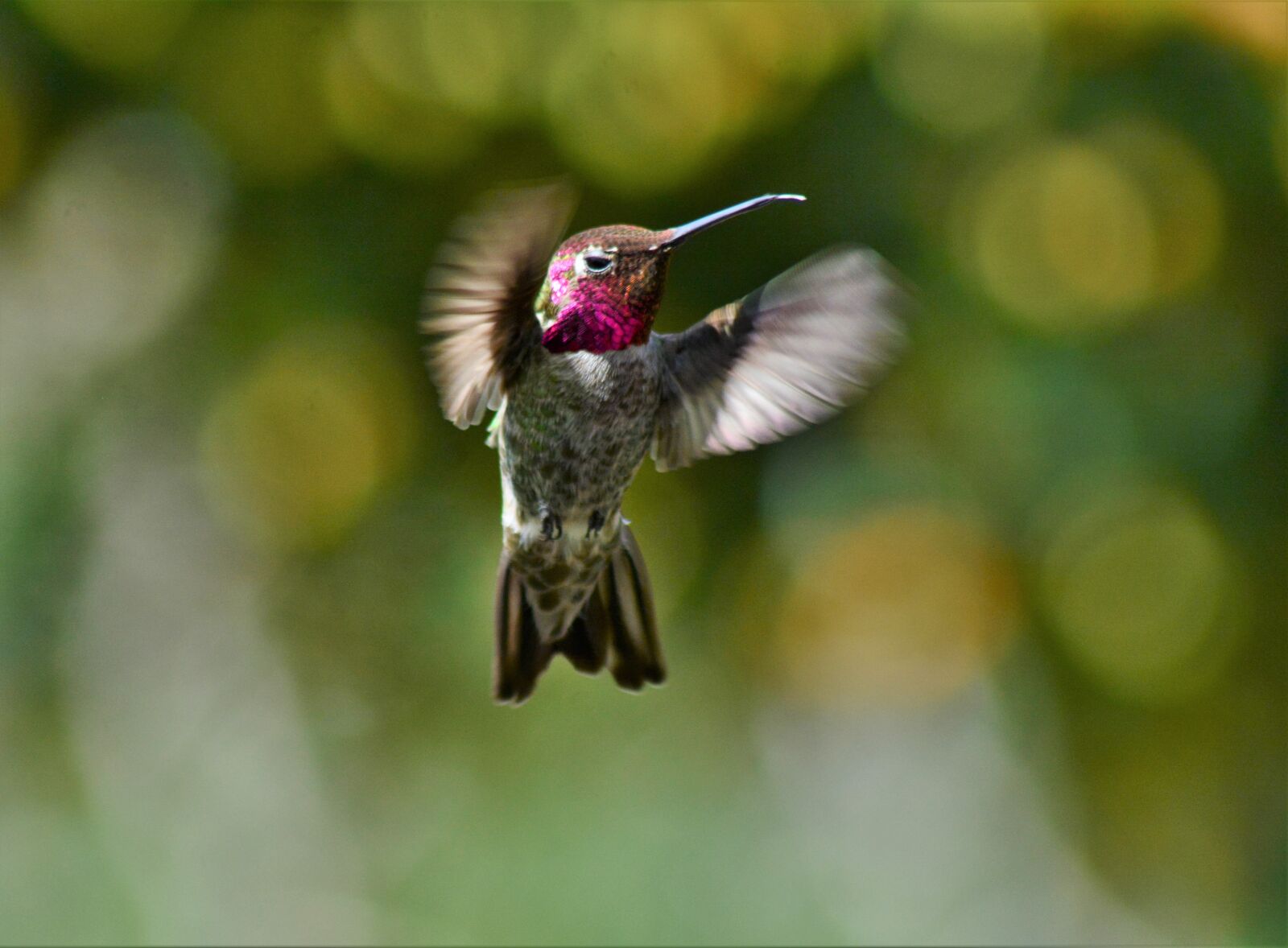 Nikon D7100 sample photo. Male, annas, hummingbird photography