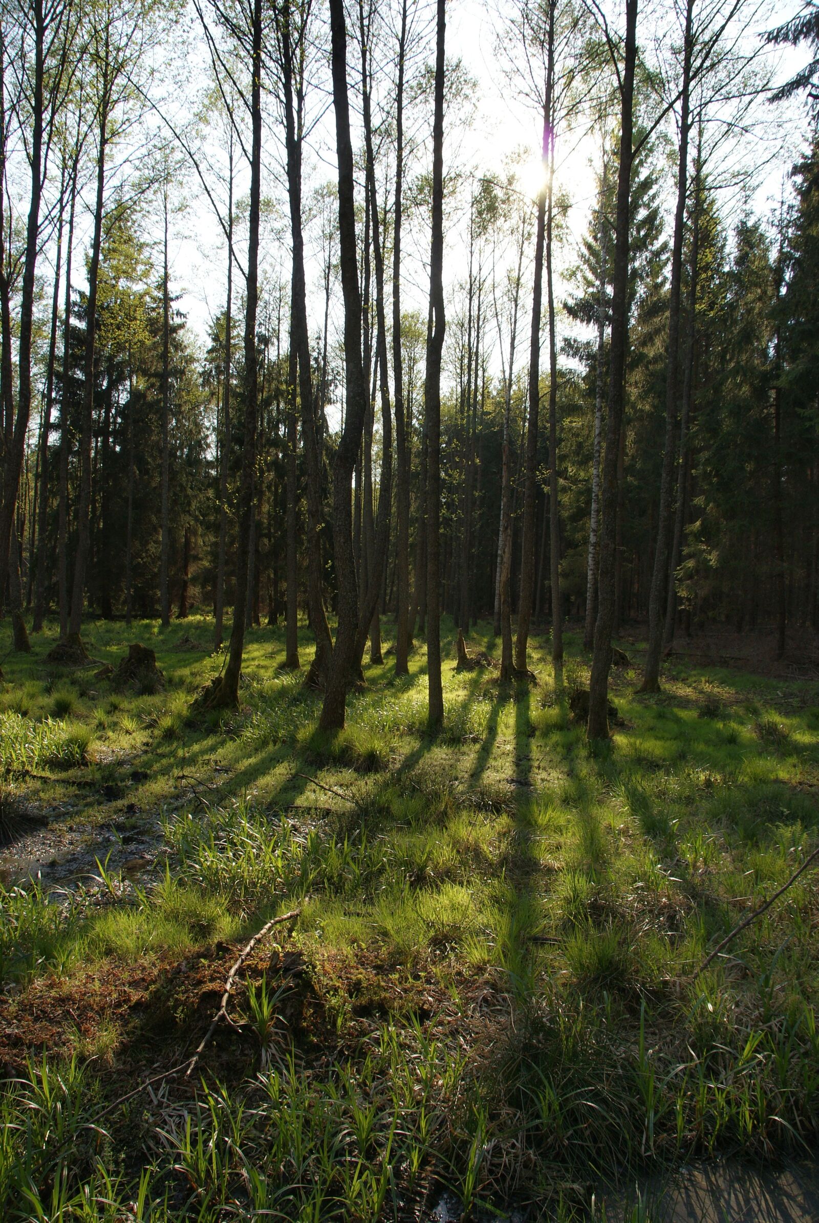 Sony Alpha DSLR-A300 sample photo. Forest, clearance, tree photography