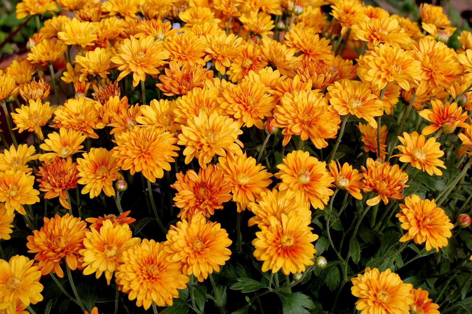 Nikon D40 sample photo. Mums, garden, orange photography