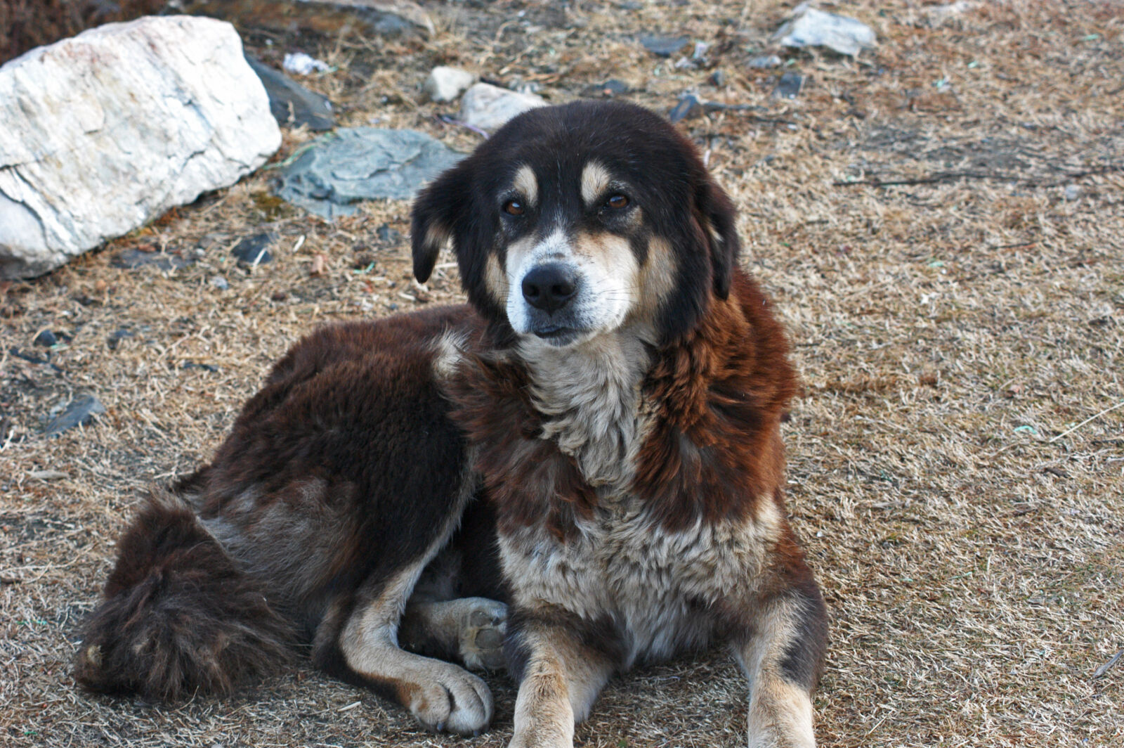 Nikon D100 sample photo. Animal, bhotia, dog, dog photography