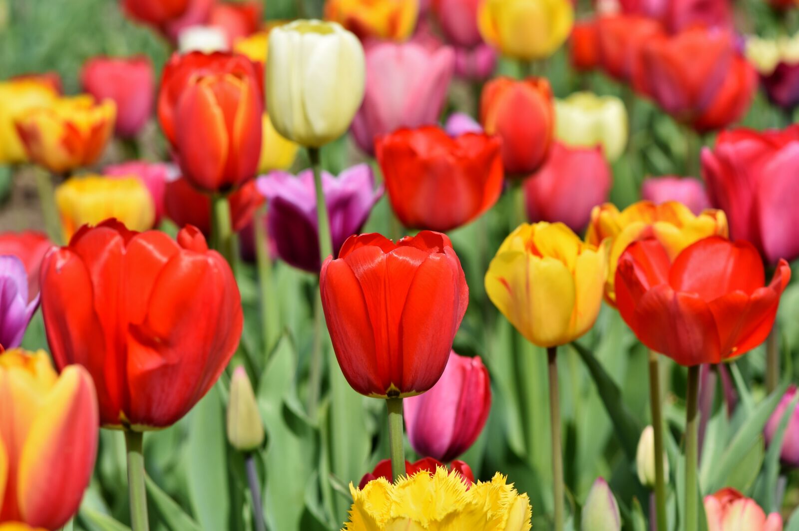 Nikon D7200 sample photo. Tulips, tulip field, tulpenbluete photography
