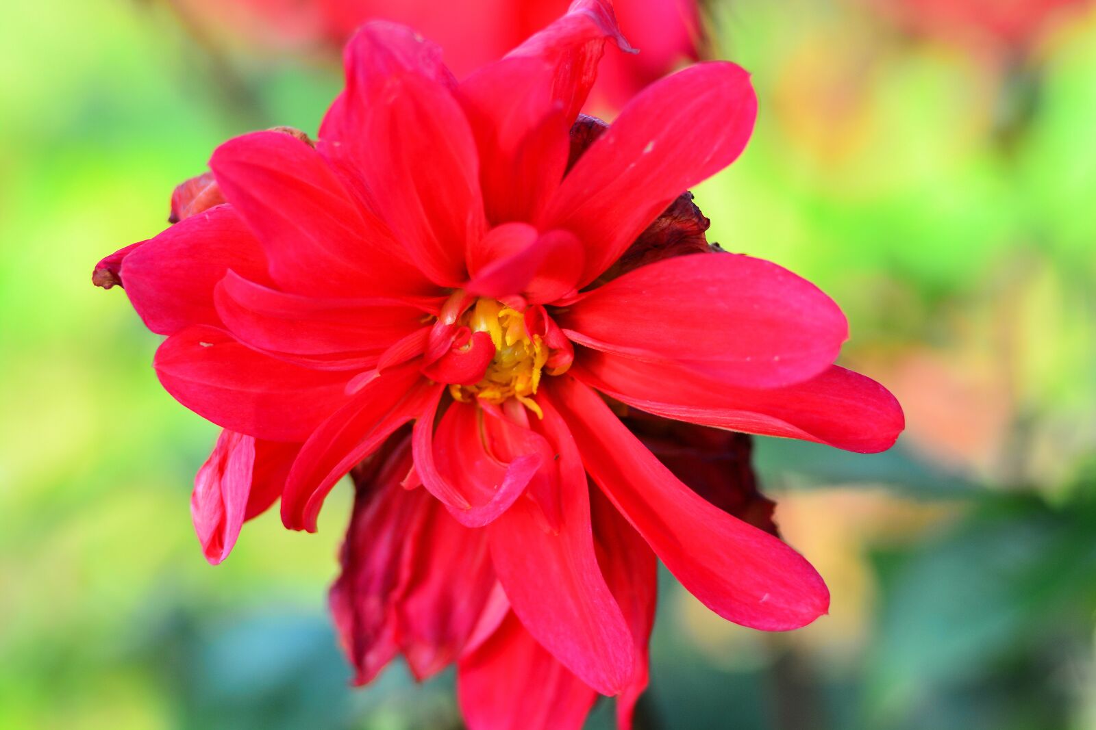 Nikon D7100 sample photo. Dahlia, red, flower photography