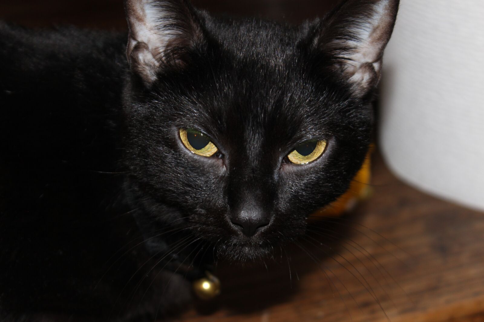 Canon EOS 600D (Rebel EOS T3i / EOS Kiss X5) sample photo. Black, cat, eyes photography