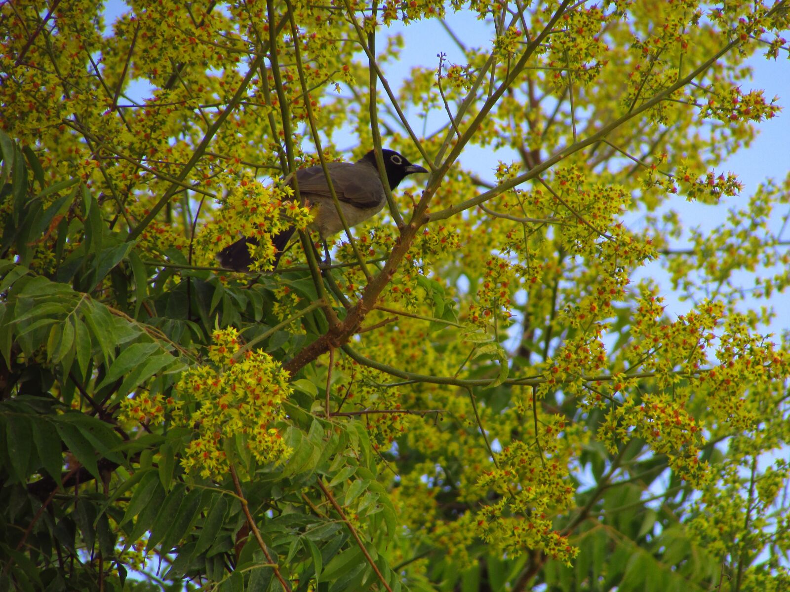 Canon PowerShot SX400 IS sample photo. Bird, birds, nature photography
