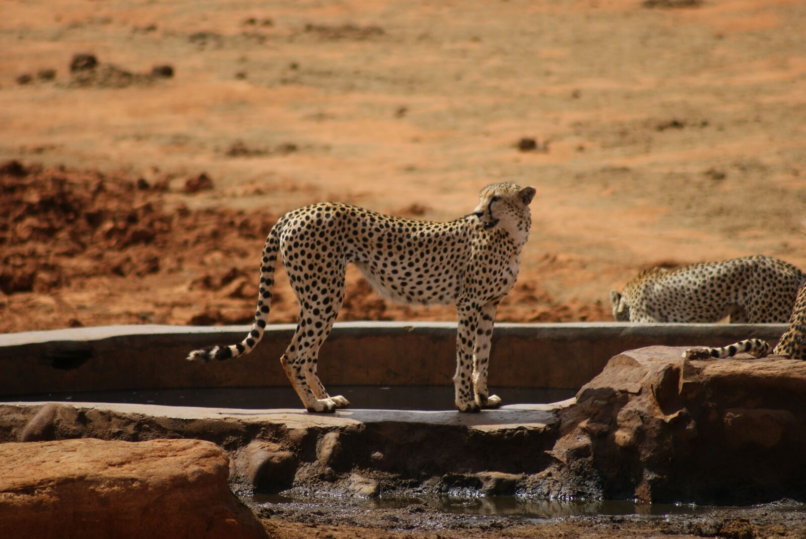 Sony Alpha DSLR-A200 sample photo. Animal world, mammal, nature photography