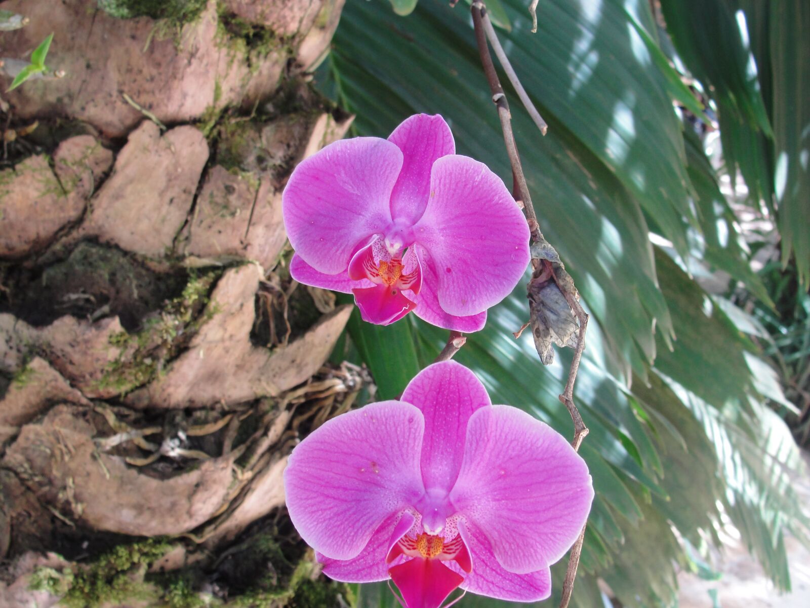 Sony Cyber-shot DSC-H20 sample photo. Flower, orchid, brazil photography