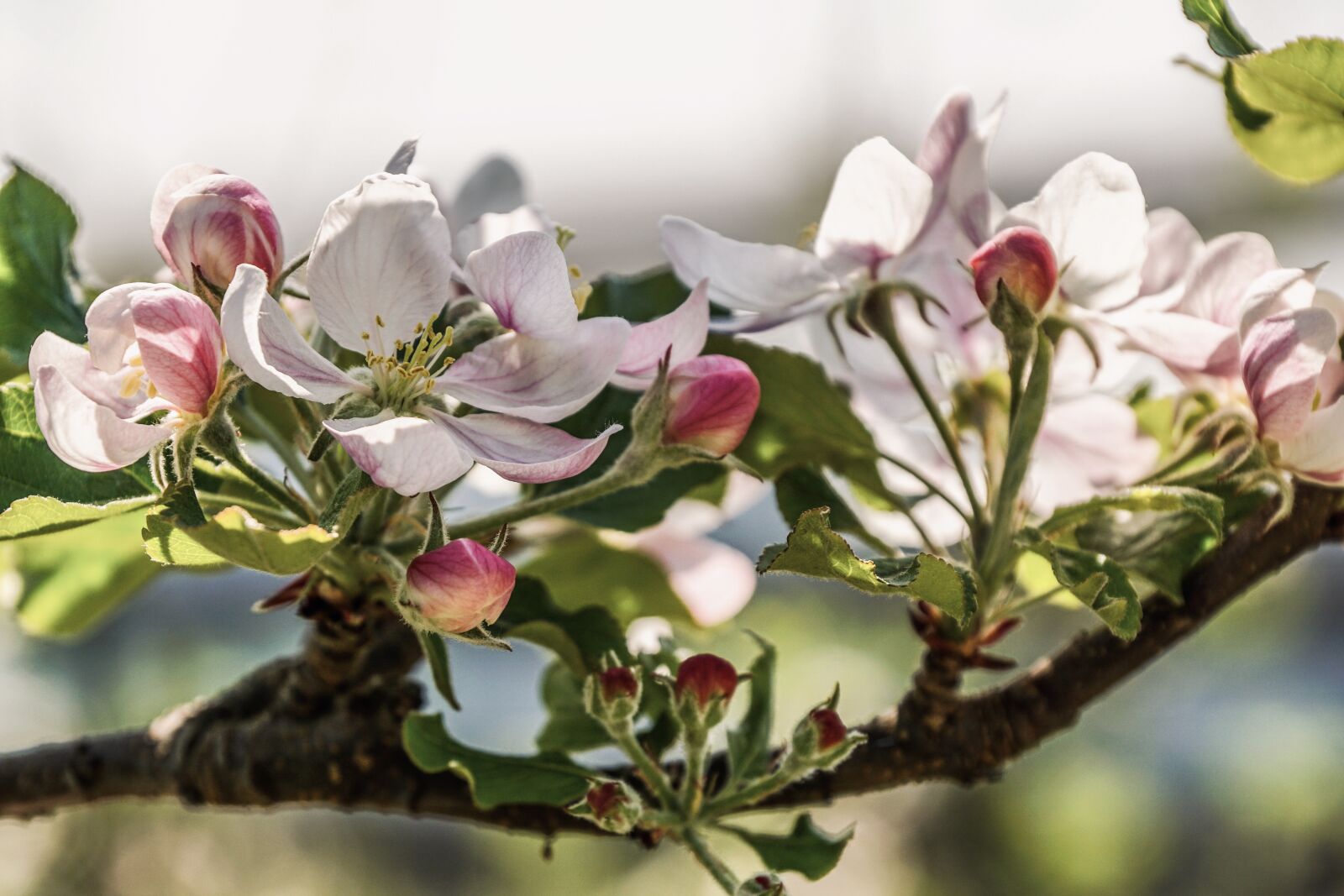 Sony DT 18-135mm F3.5-5.6 SAM sample photo. Apple blossom, branch, apple photography