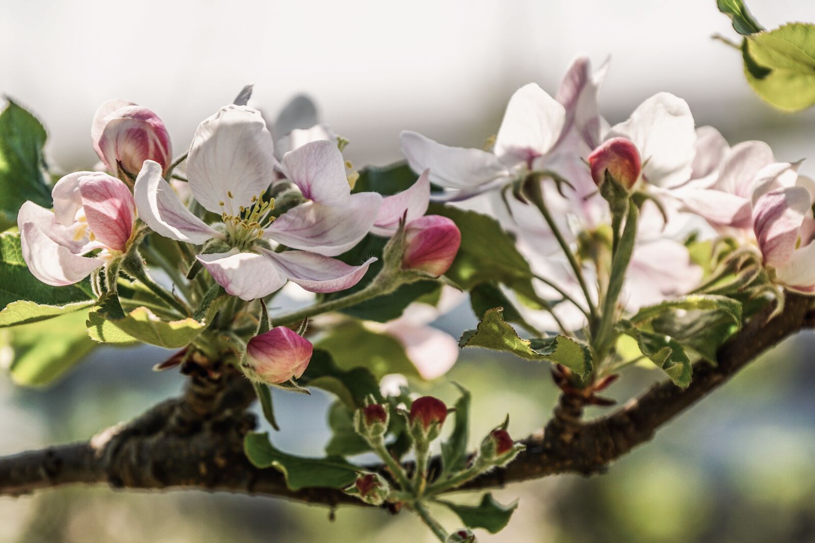 Sony ILCA-77M2 + Sony DT 18-135mm F3.5-5.6 SAM sample photo. Apple blossom, branch, apple photography