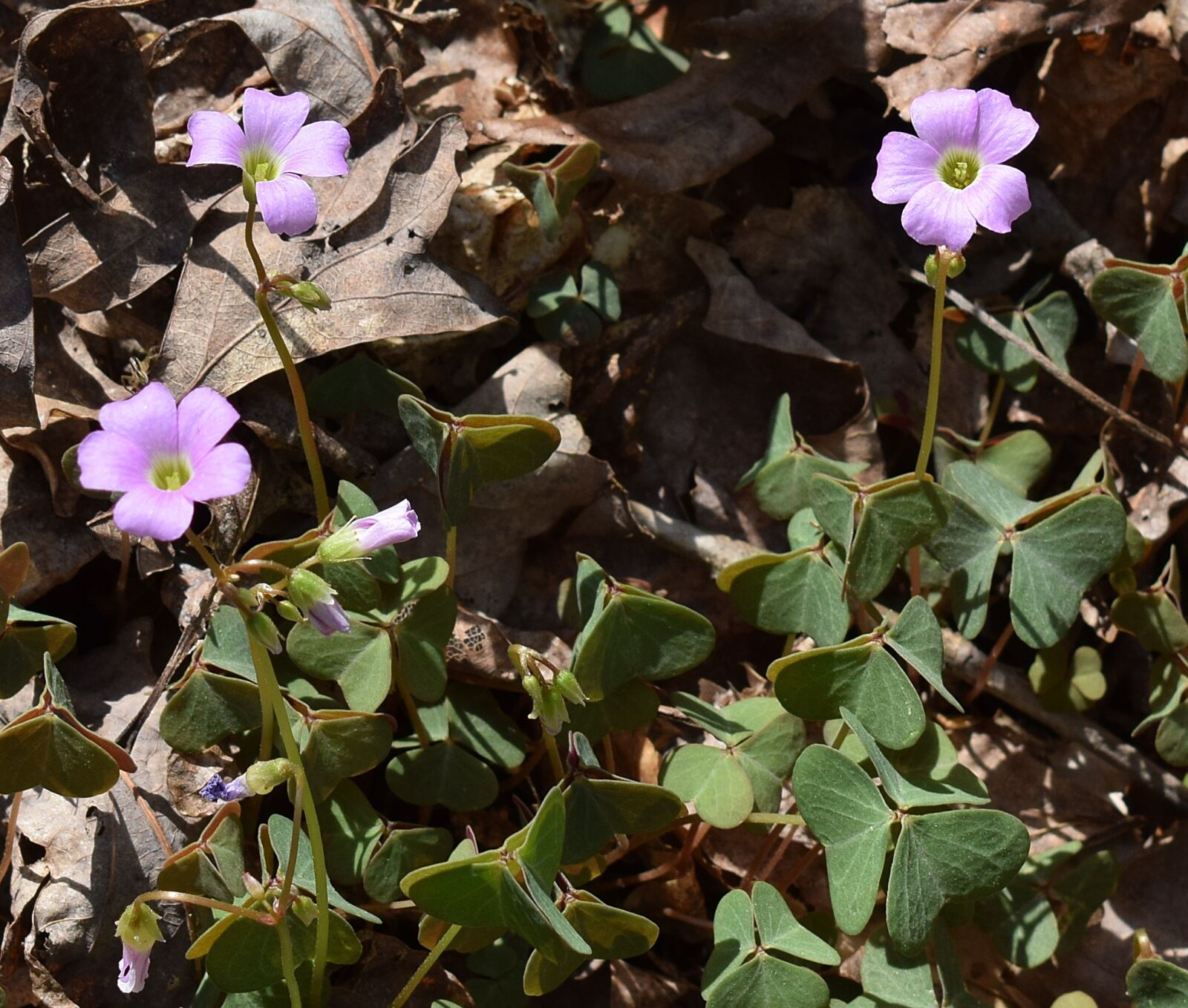 Nikon D3300 sample photo. Wood sorrel, wildflower, flower photography
