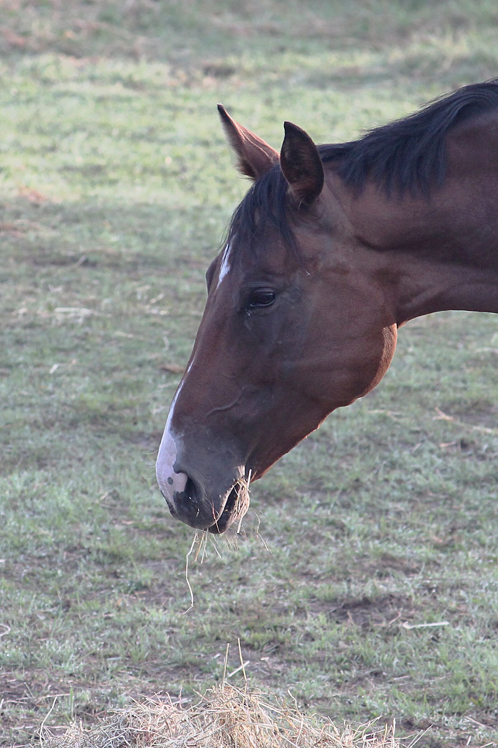 Canon EOS 1100D (EOS Rebel T3 / EOS Kiss X50) sample photo. Horse, eat, hay photography