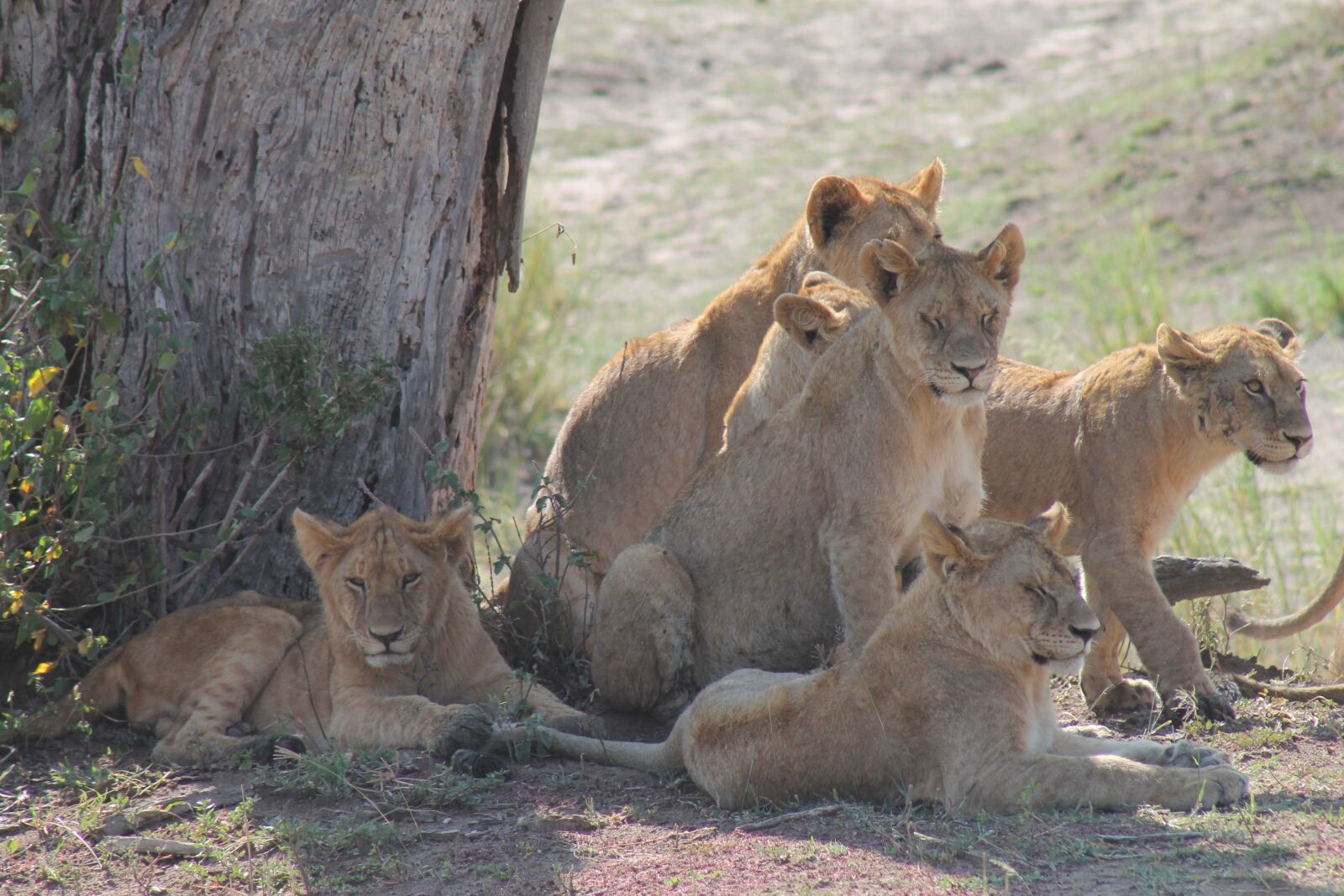 Canon EOS 1100D (EOS Rebel T3 / EOS Kiss X50) sample photo. Tanzania, pride of lions photography