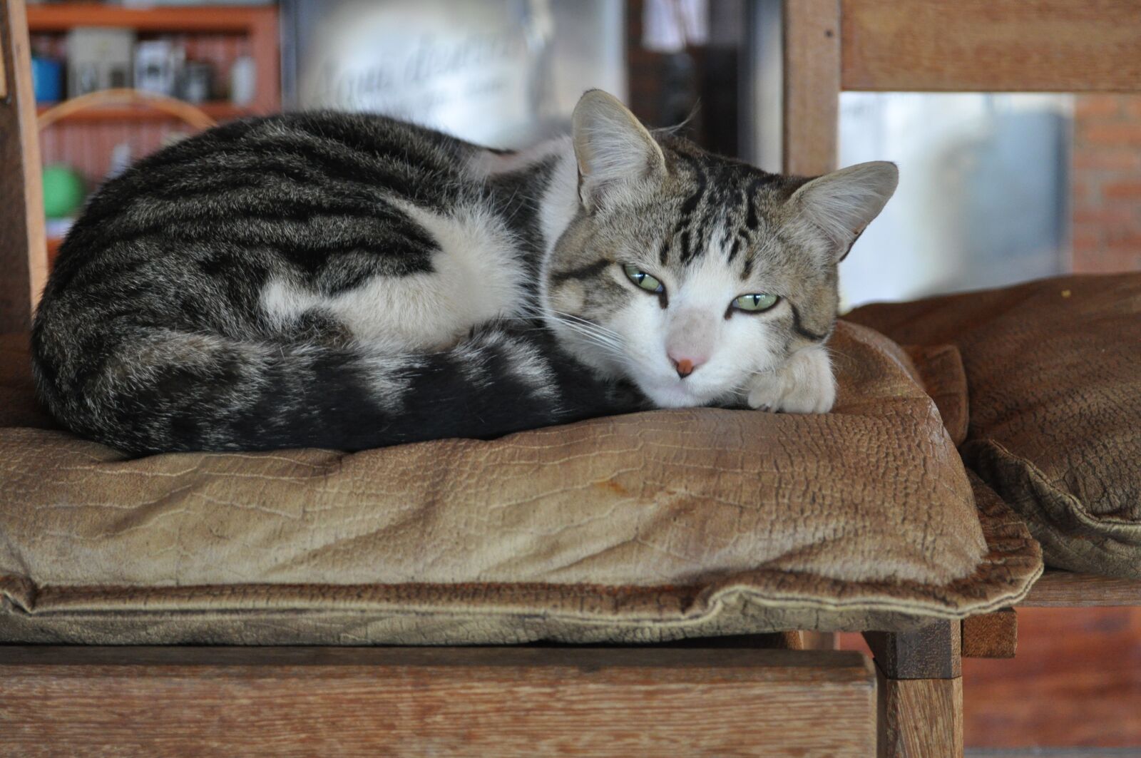 Nikon D5000 sample photo. Cat, pet, animal photography