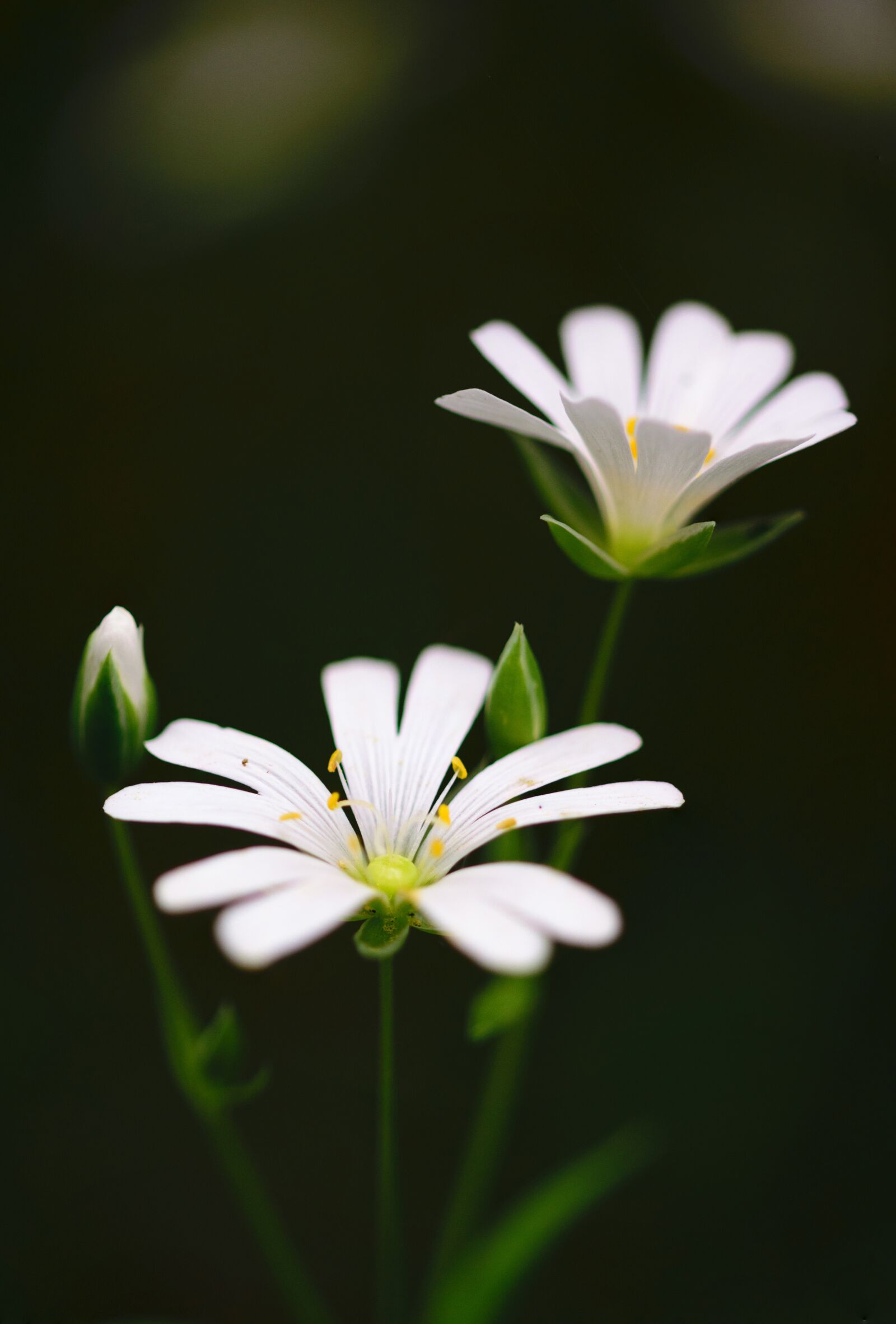 Nikon D5300 sample photo. Abstract, background, beautiful photography