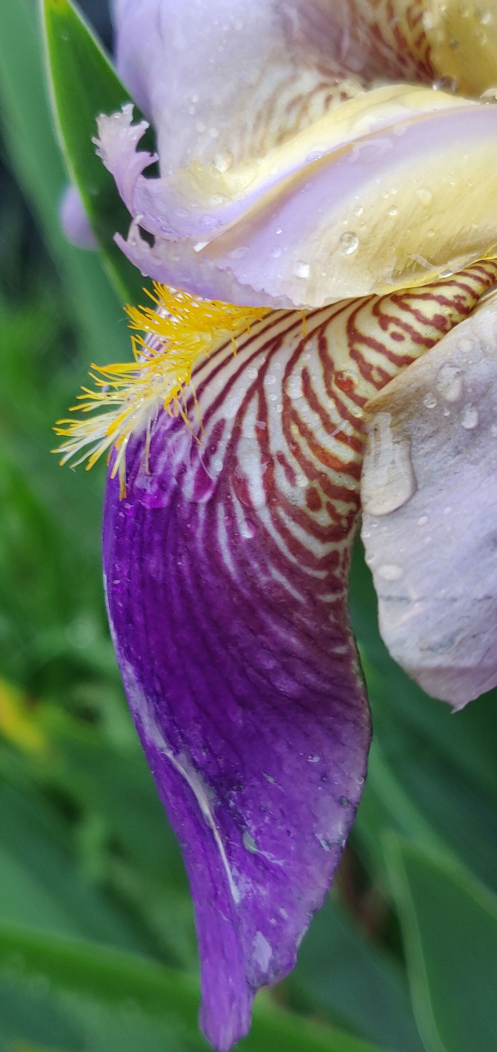 OnePlus 6 sample photo. Iris, flower, purple photography