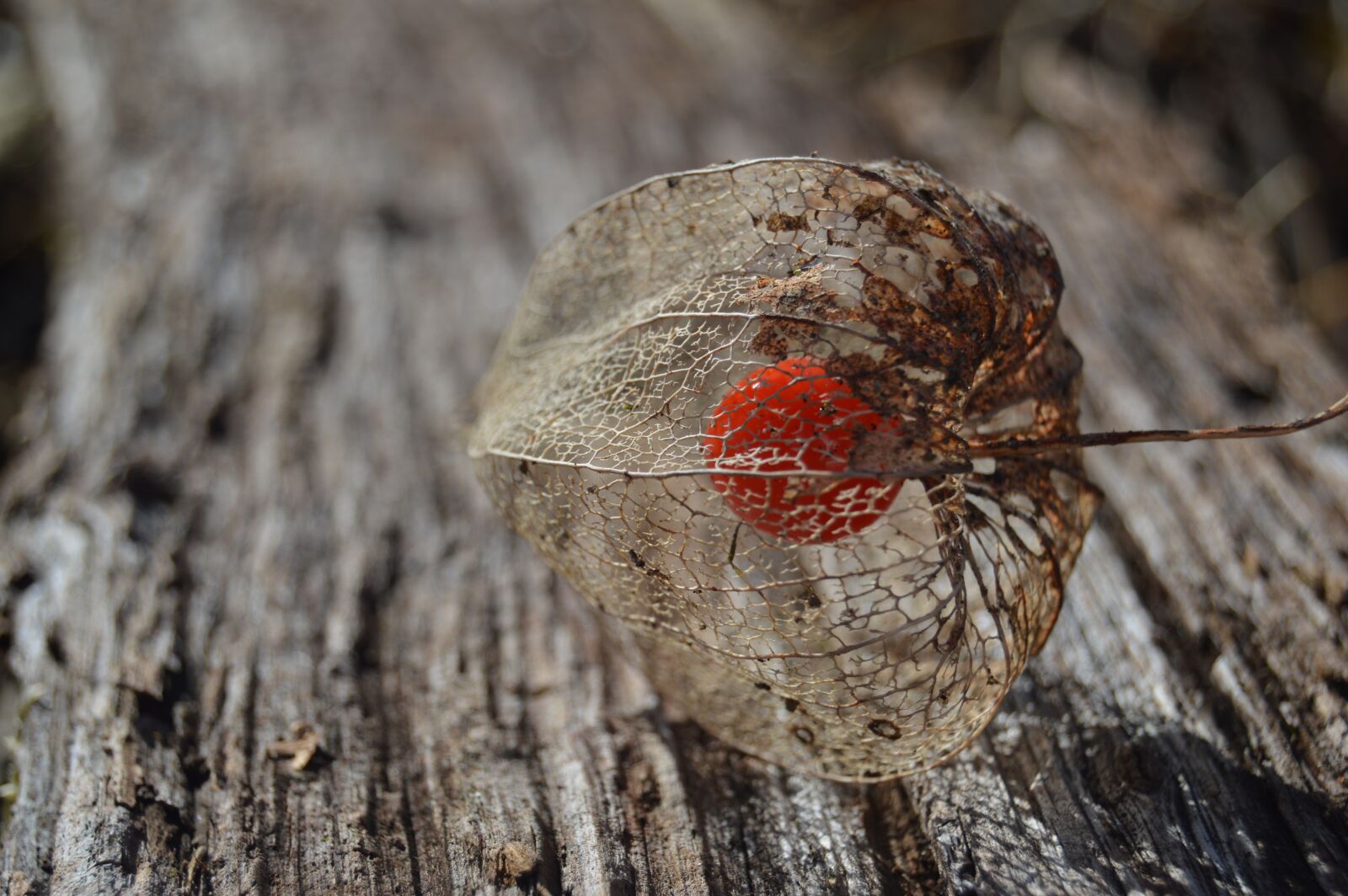 Nikon D3200 sample photo. Lampions, garden, plank photography