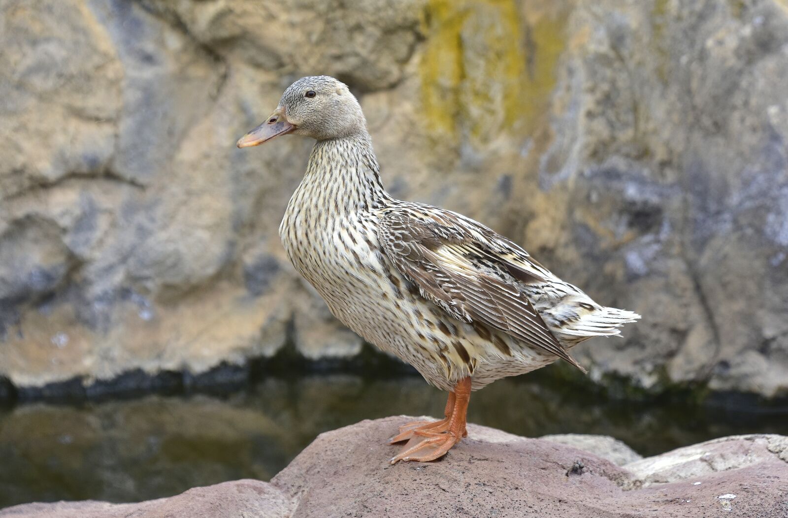 Nikon D7200 sample photo. Duck, nature, birds photography