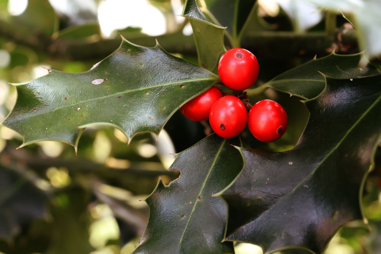 Canon EOS 800D (EOS Rebel T7i / EOS Kiss X9i) sample photo. Holly, schradl, autumn photography