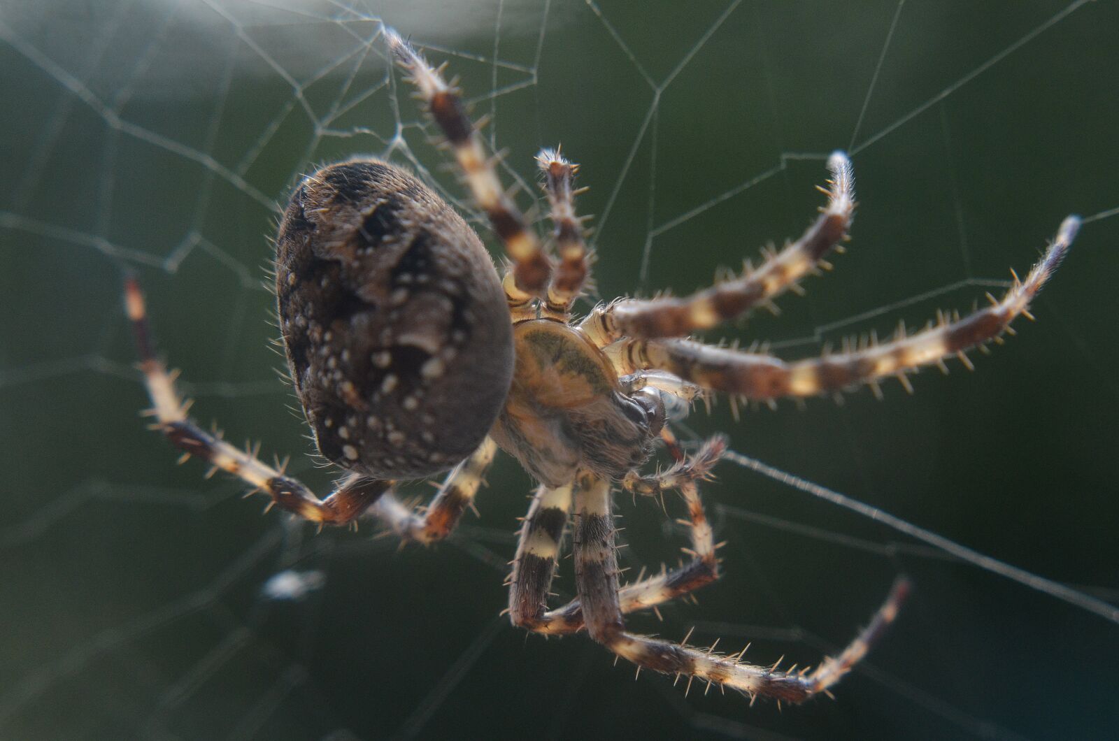 Nikon D7000 sample photo. Spider, web, garden spider photography