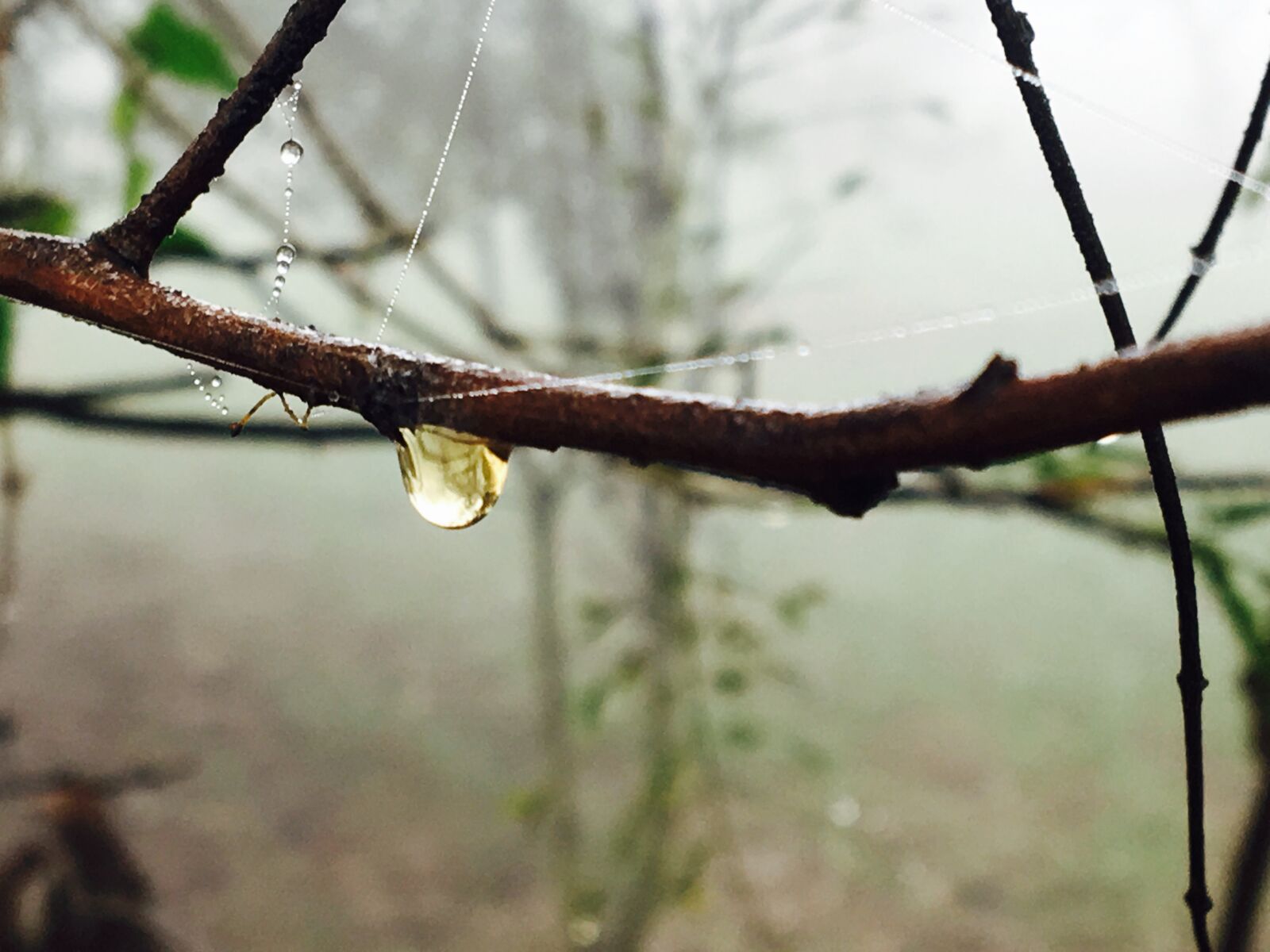 Apple iPhone 6s sample photo. Close, up, of, branch photography