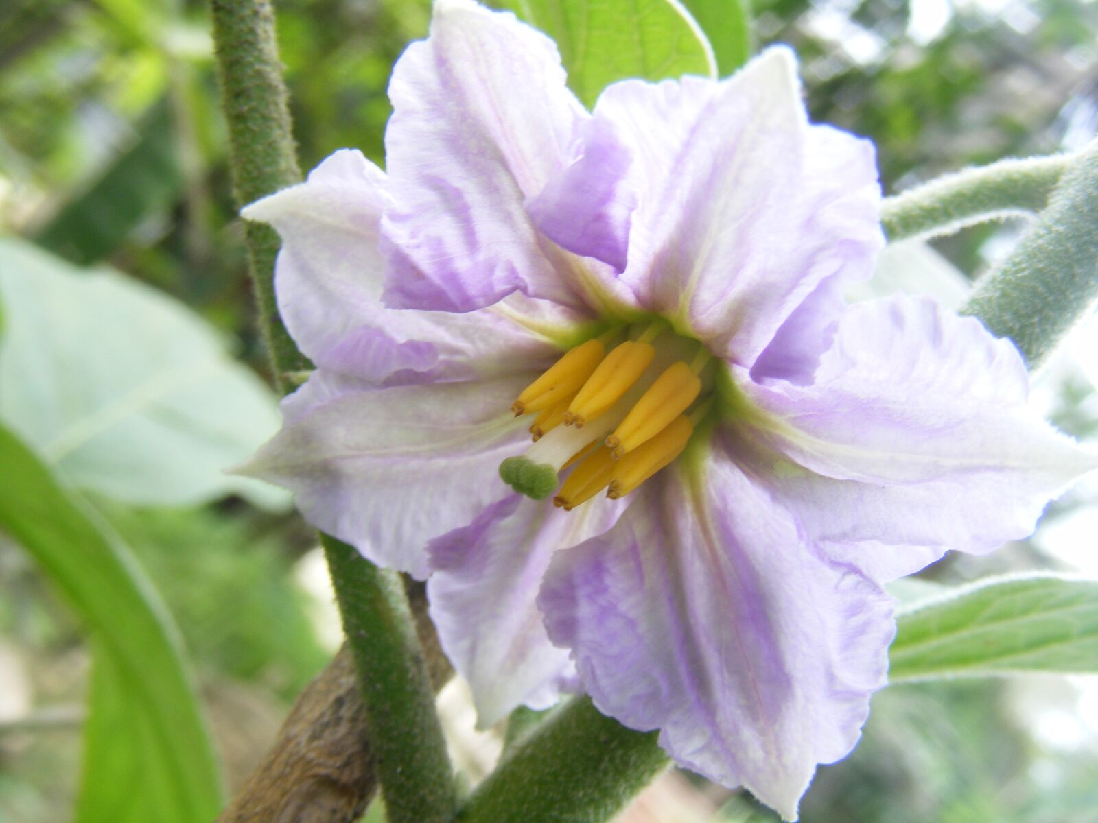 Fujifilm FinePix S5800 S800 sample photo. Vegetable flower, brinjal, eggplant photography
