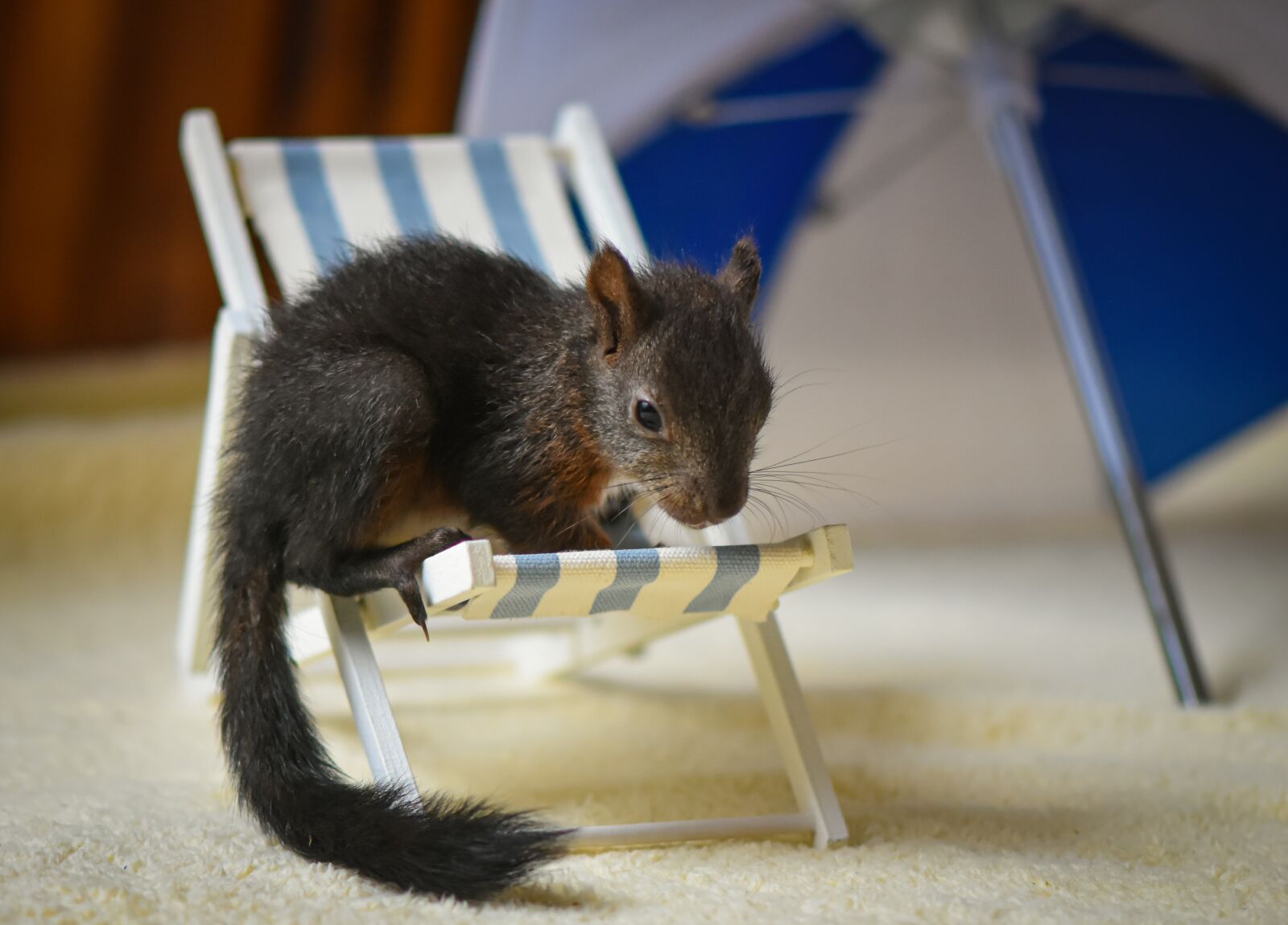 Nikon D7200 sample photo. Squirrel, young animal, deck photography