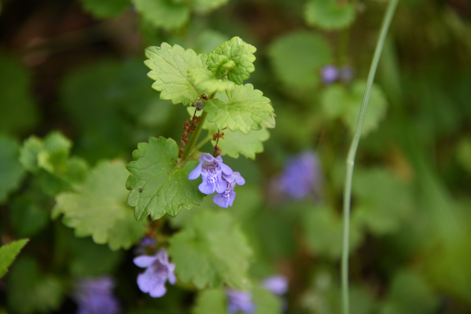 Nikon D850 sample photo. Flower, spring, mint photography
