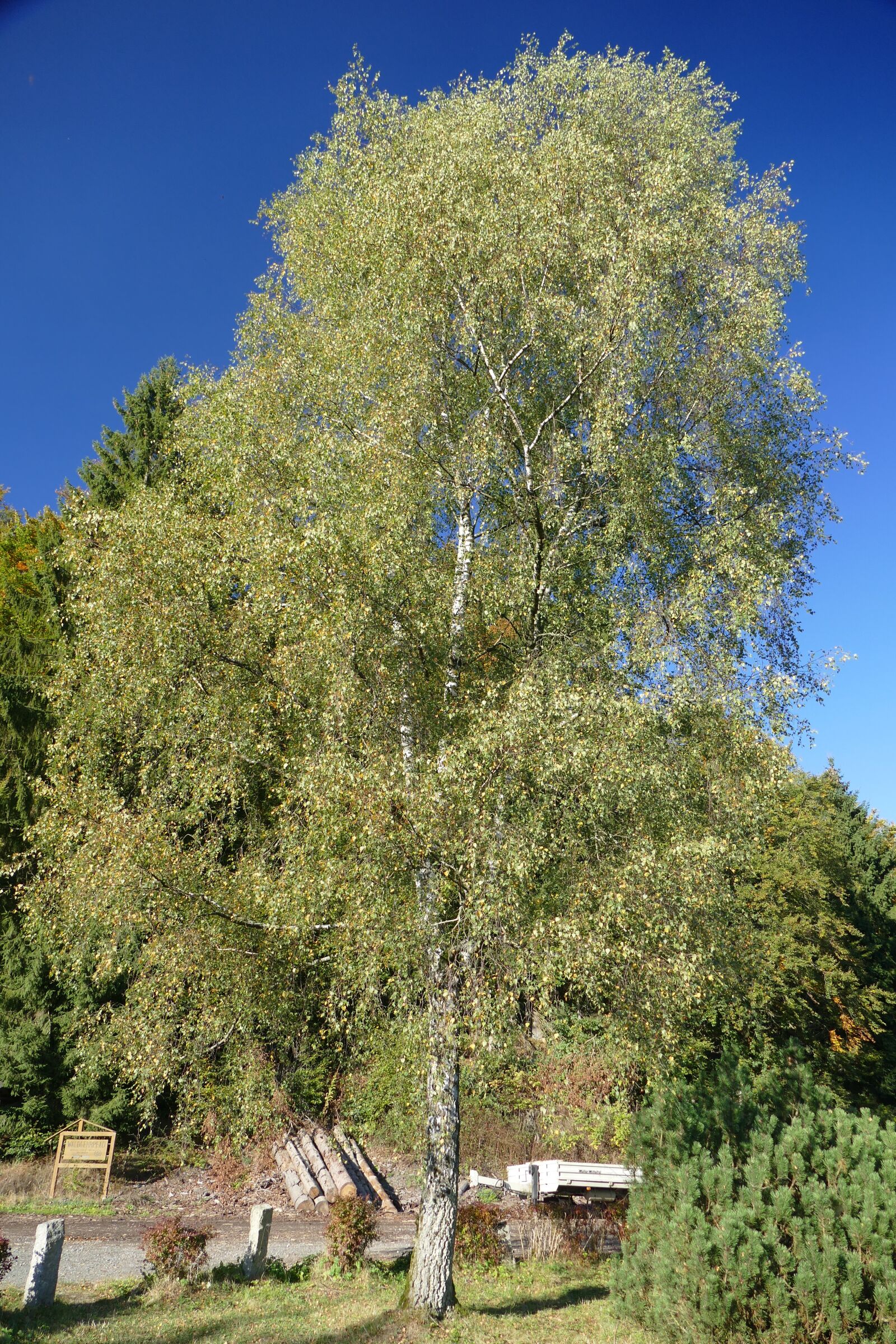 Panasonic Lumix DMC-FZ1000 sample photo. Tree, deciduous tree, nature photography