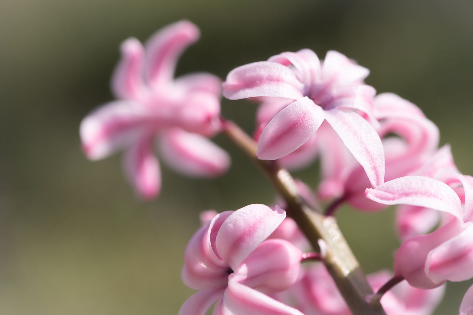 Nikon D750 sample photo. Hyacinth, pink, pink hyacinth photography