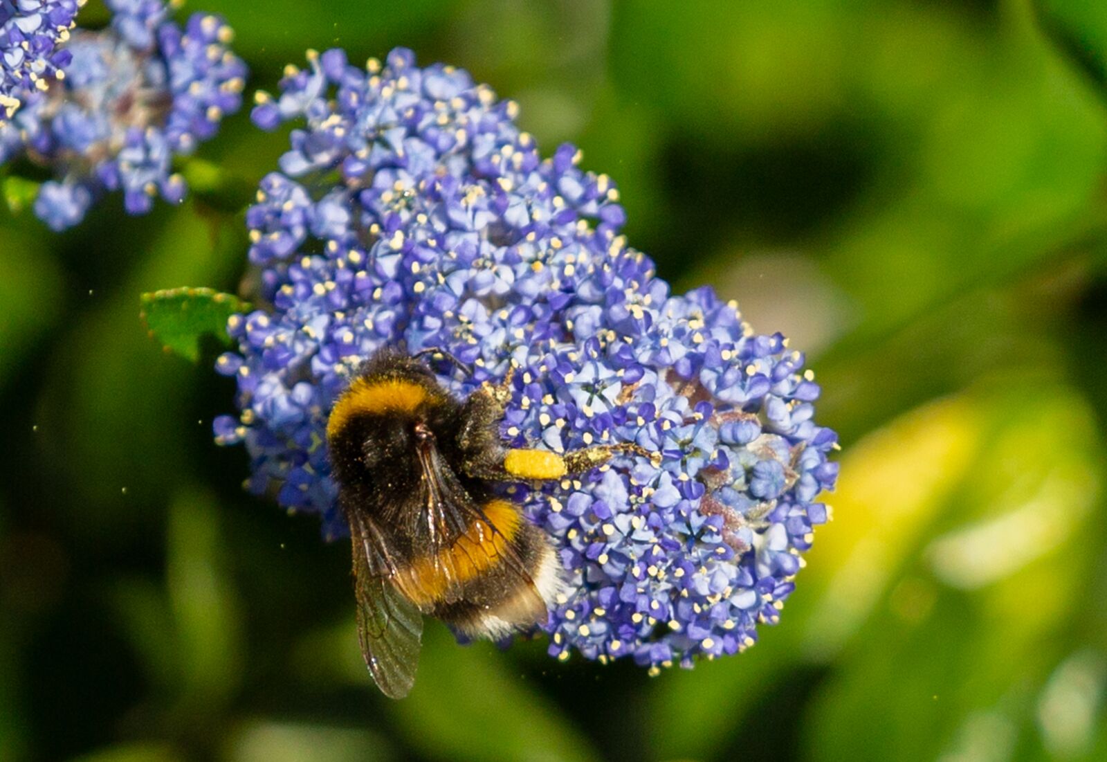 Canon EOS 5D Mark III sample photo. Bumble bee on flower photography