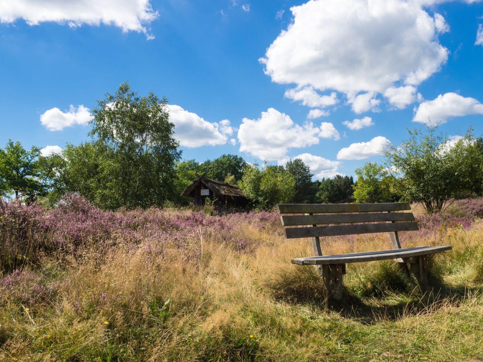 Olympus OM-D E-M1 + Olympus M.Zuiko Digital ED 12-40mm F2.8 Pro sample photo. Heide, bench, nature reserve photography