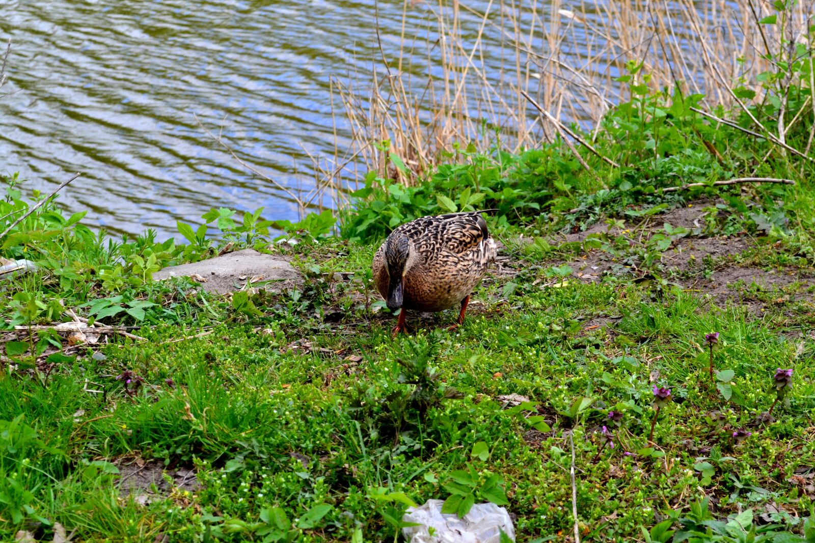 Nikon D3100 sample photo. Duck, bird, plumage photography