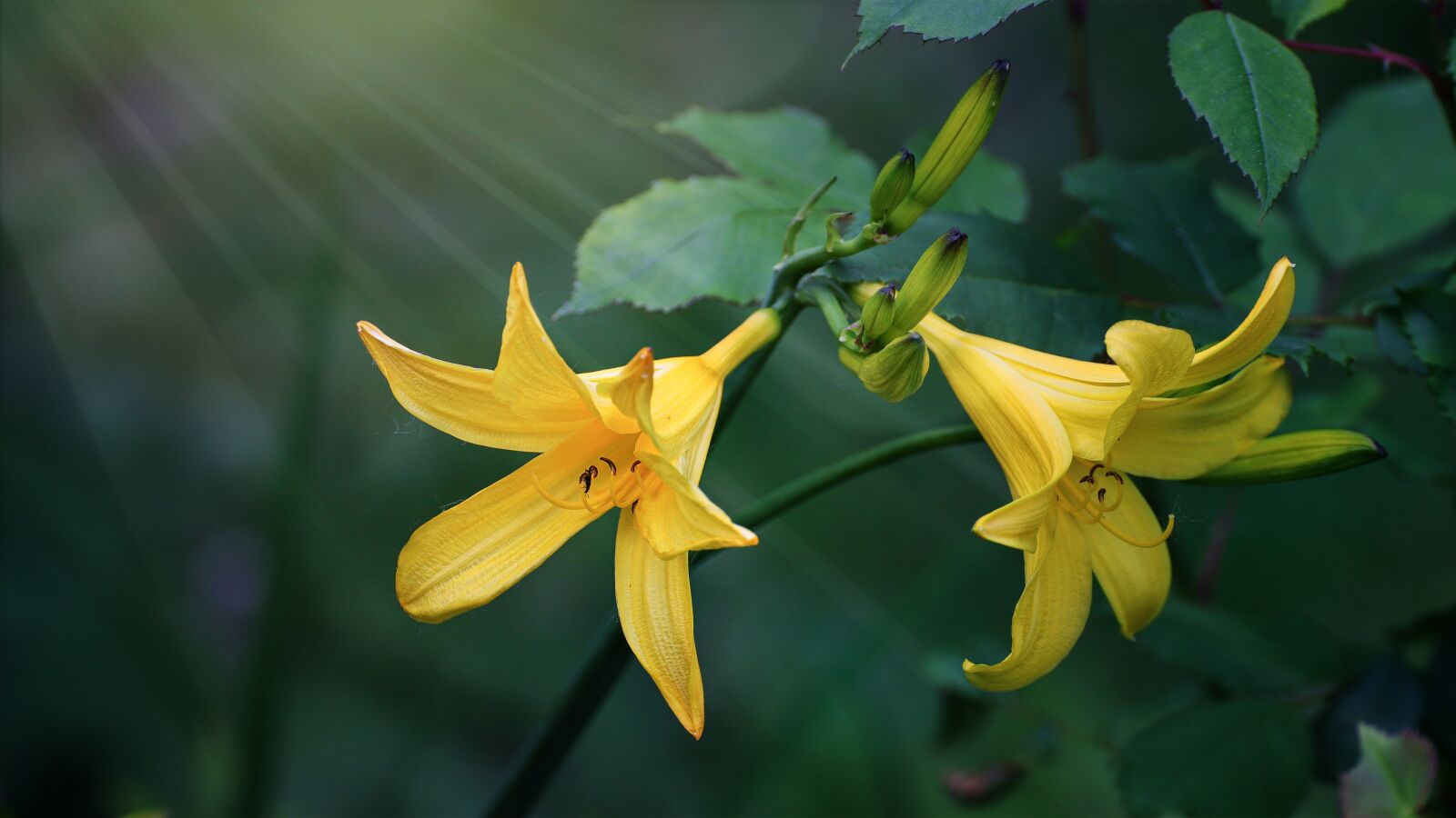 Canon EOS 6D Mark II sample photo. Blossom, bloom, lily photography
