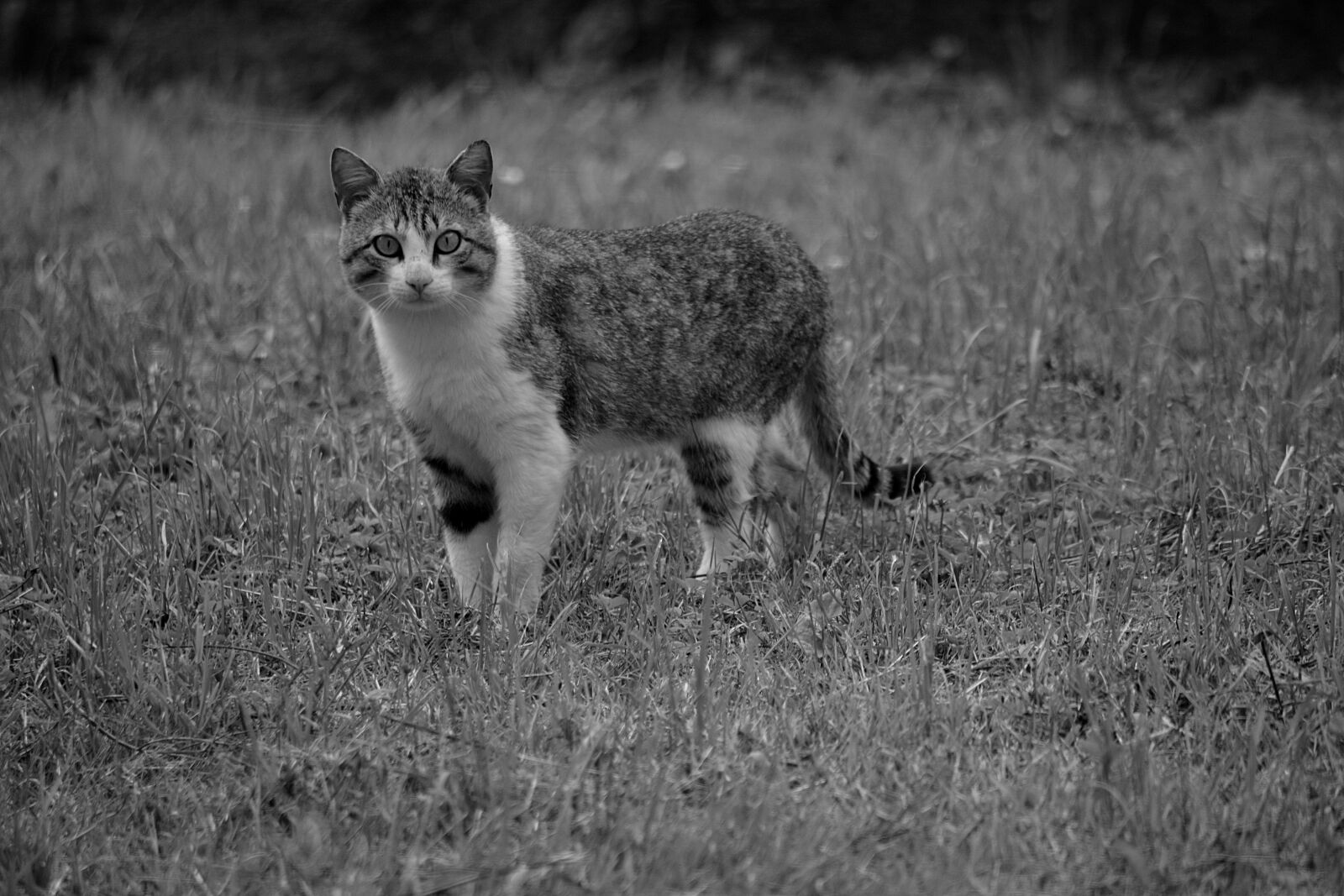 Nikon D5200 sample photo. Cat, feline, animal photography