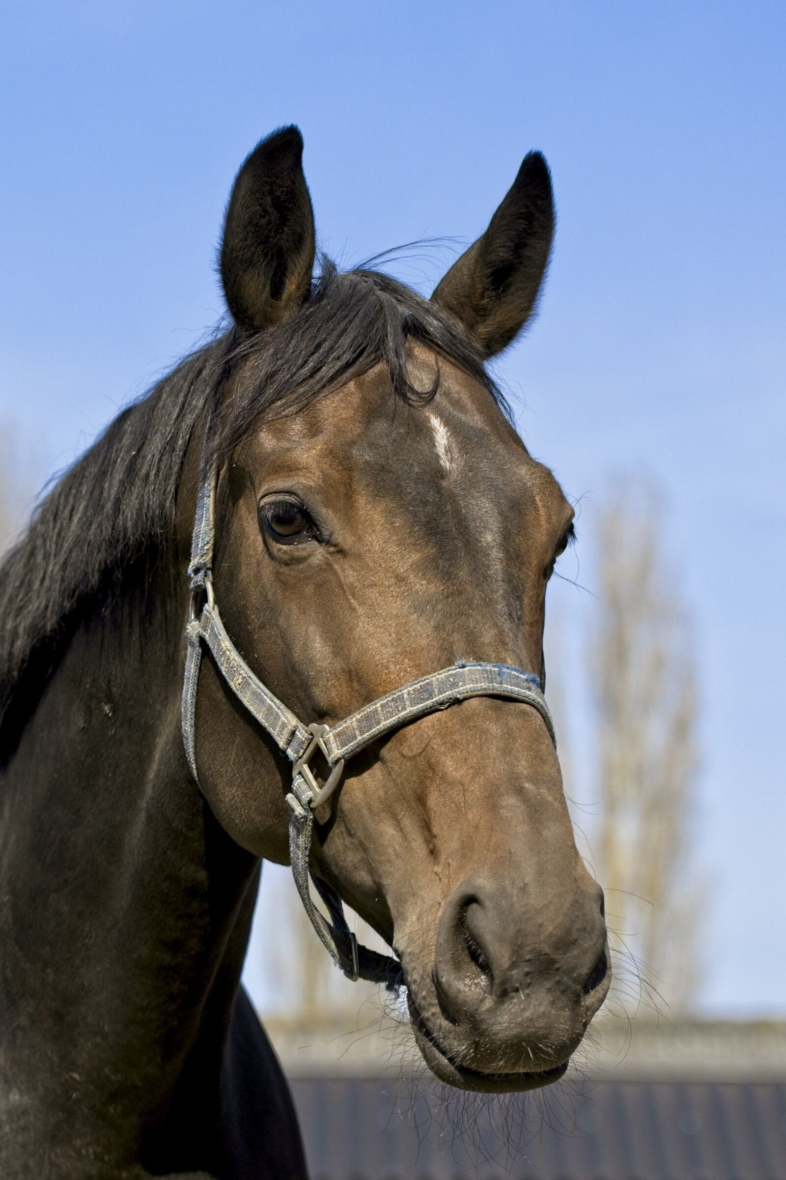 Canon EOS R sample photo. Horse, horsehead, halter photography