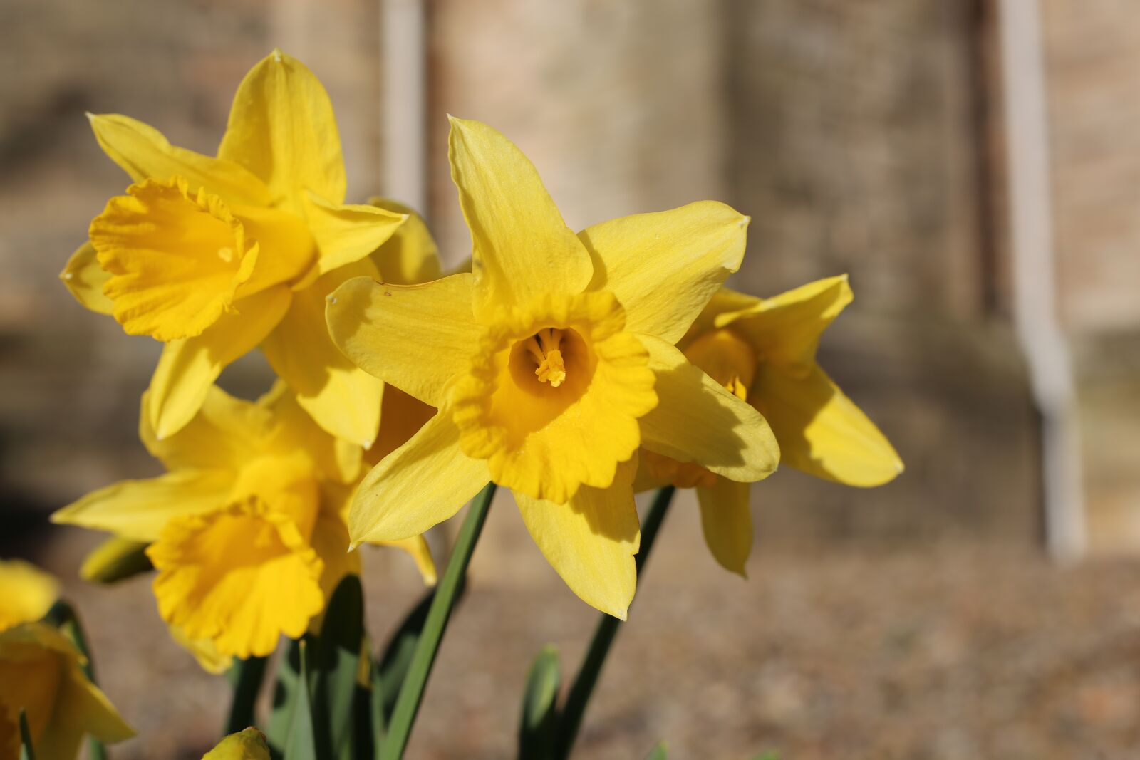 Canon EF 50mm F1.8 STM sample photo. Dafodil, flower, daffodil photography