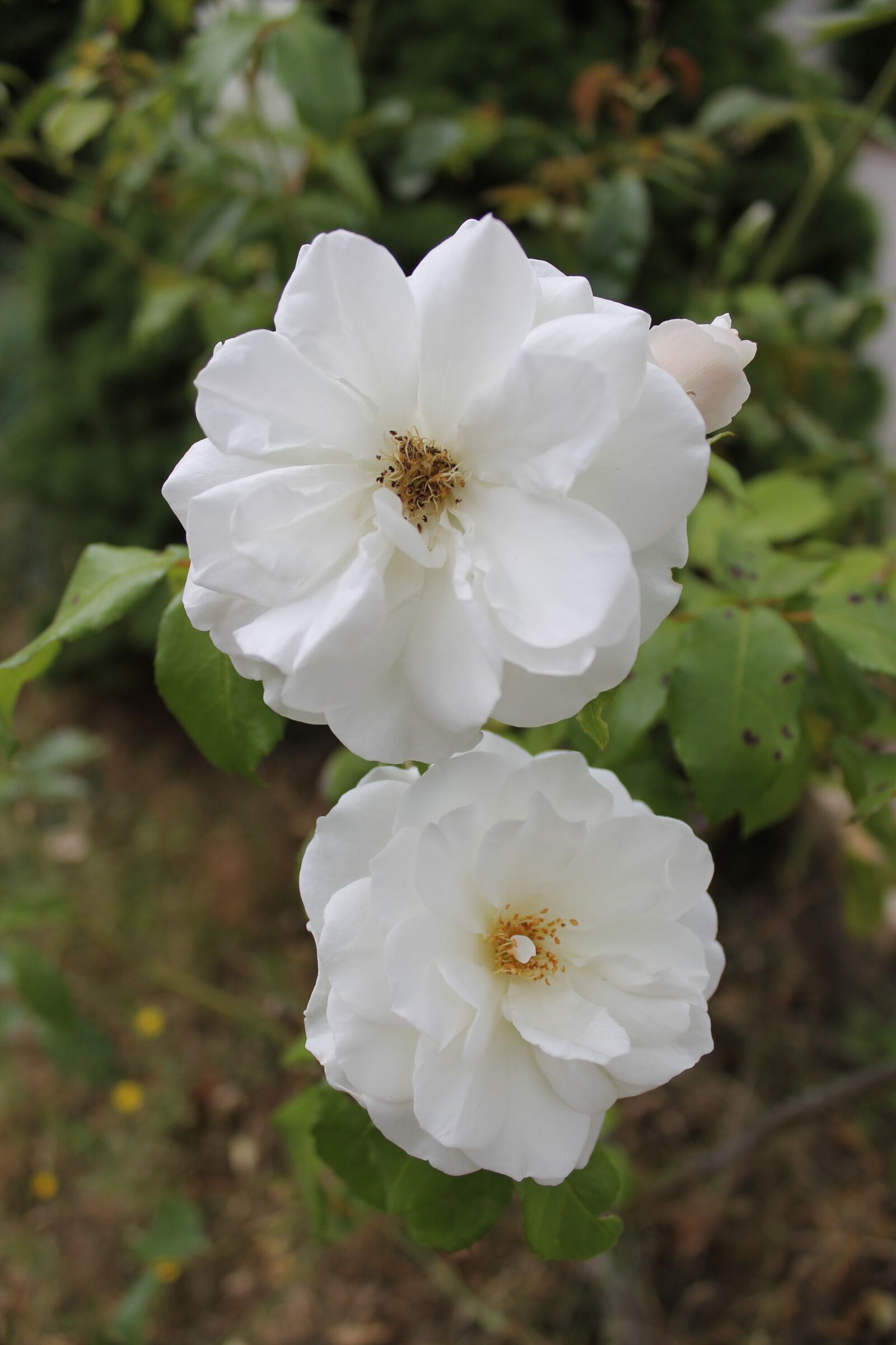 Canon EOS 1100D (EOS Rebel T3 / EOS Kiss X50) sample photo. Flowers, roses, garden photography